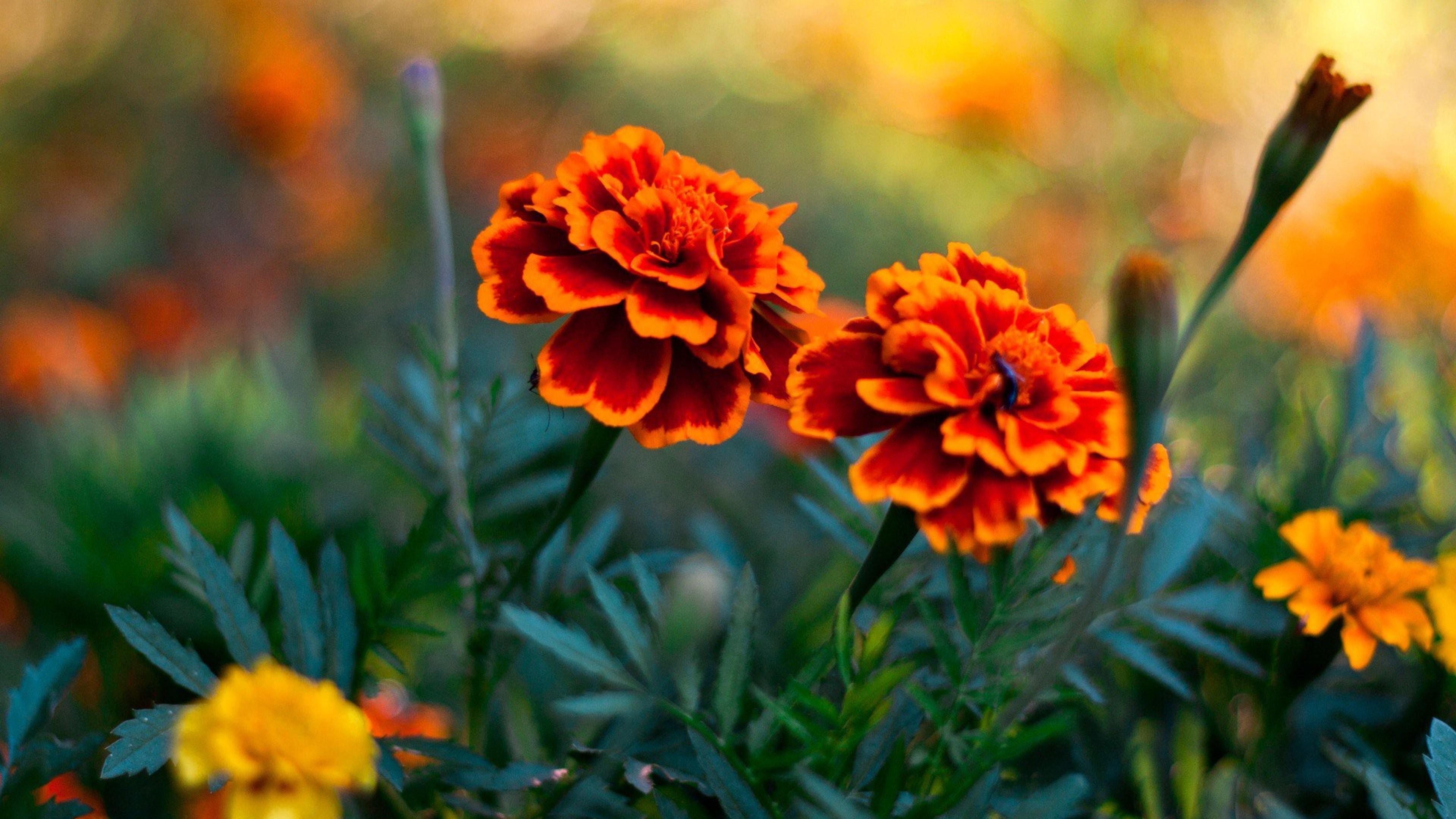 Marigold Wallpapers Wallpaper Cave