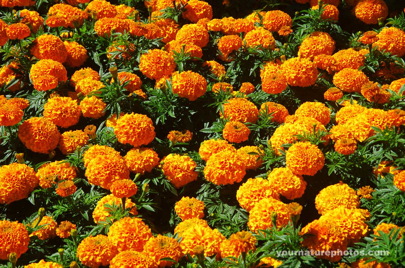 Marigold Wallpapers Wallpaper Cave