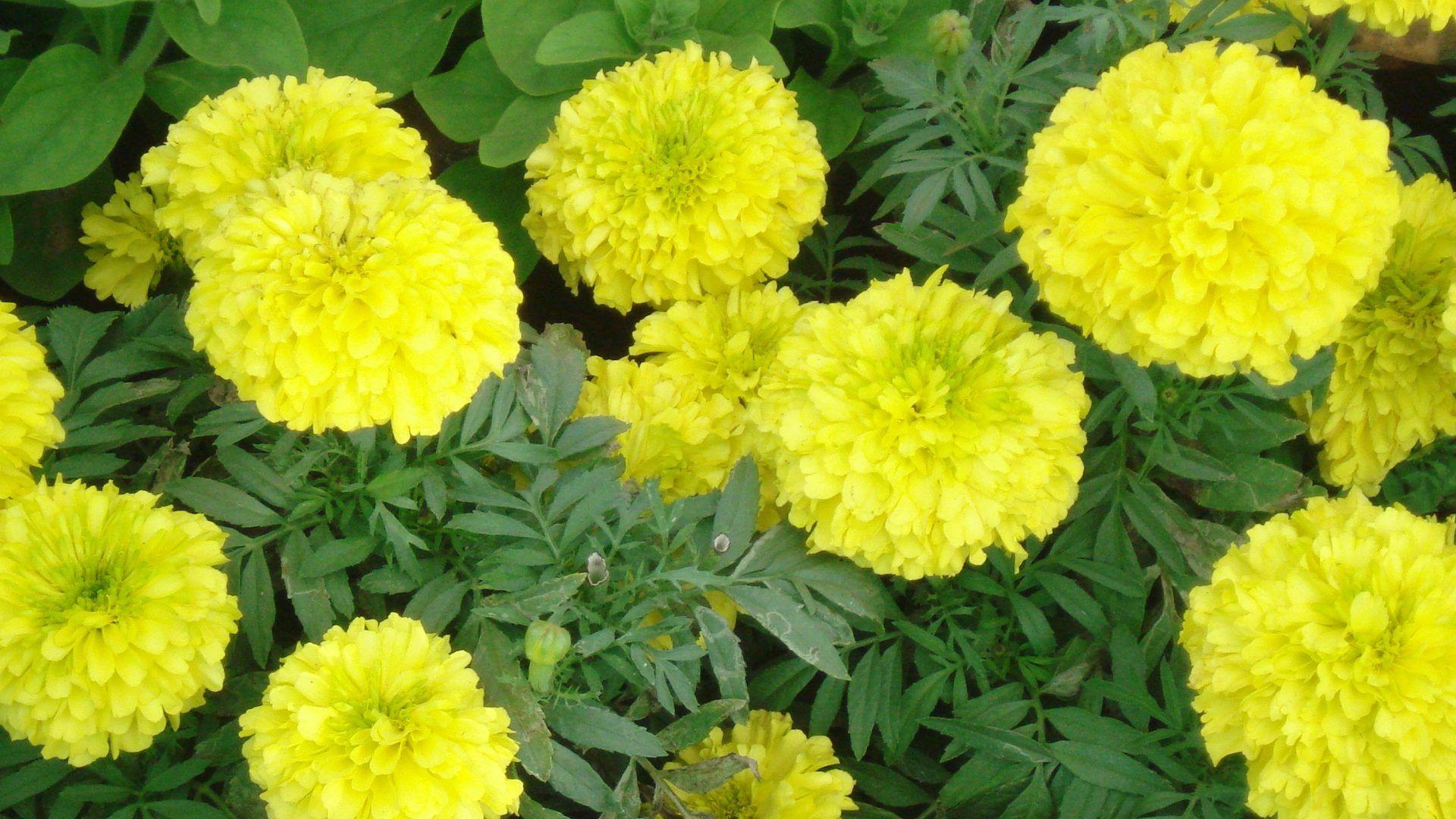 Marigold Wallpapers Wallpaper Cave