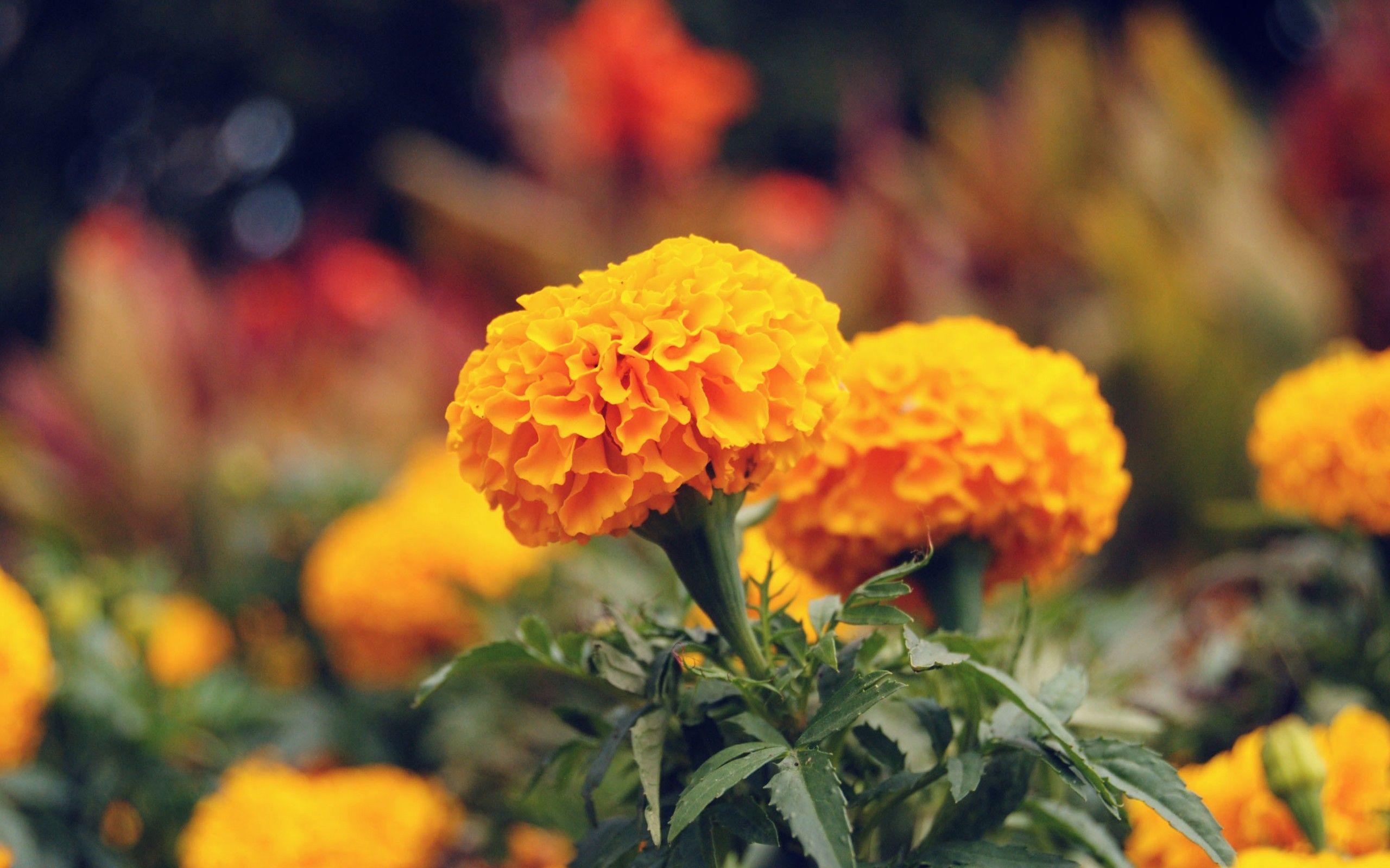 Marigold Wallpapers Wallpaper Cave