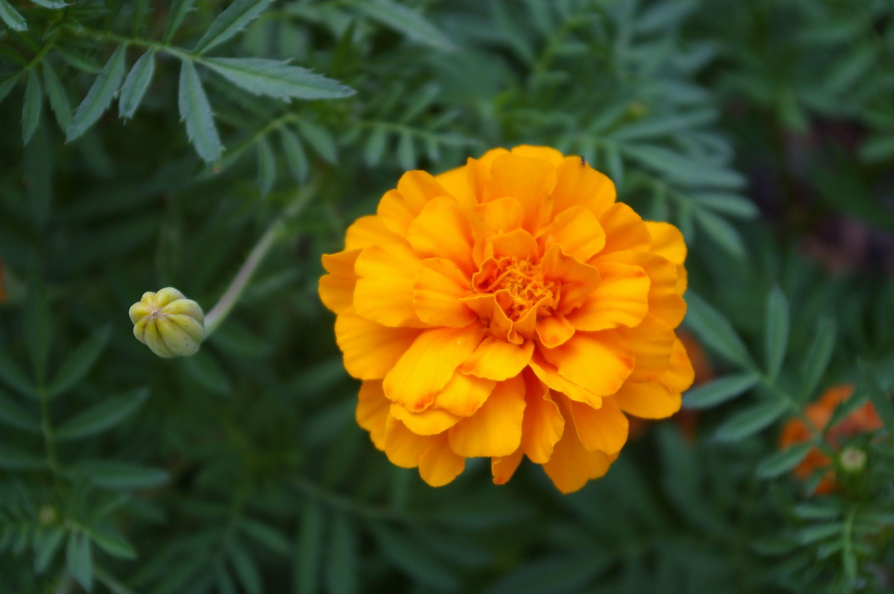 Marigold Wallpapers Wallpaper Cave
