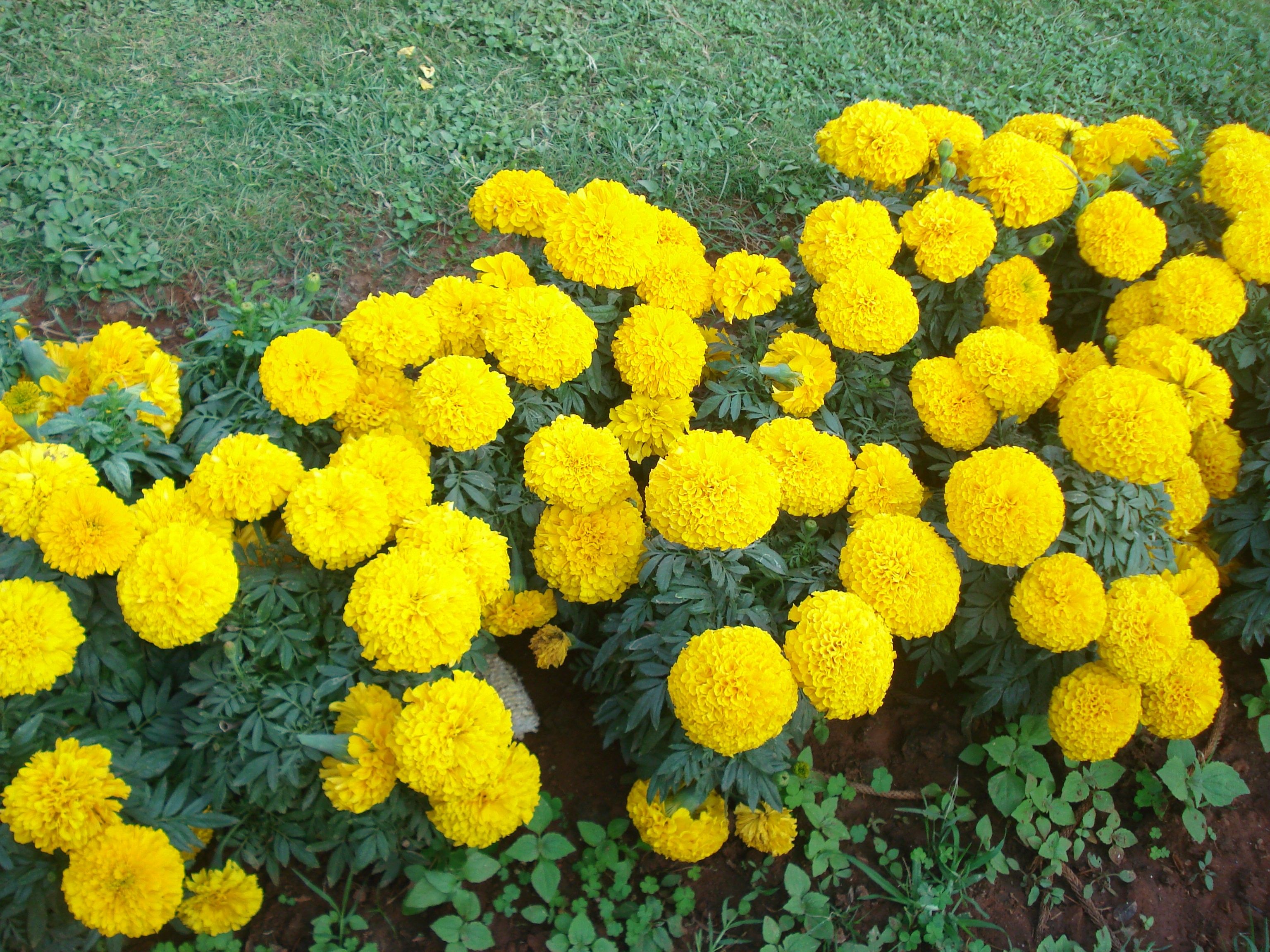 Marigold Wallpapers Wallpaper Cave