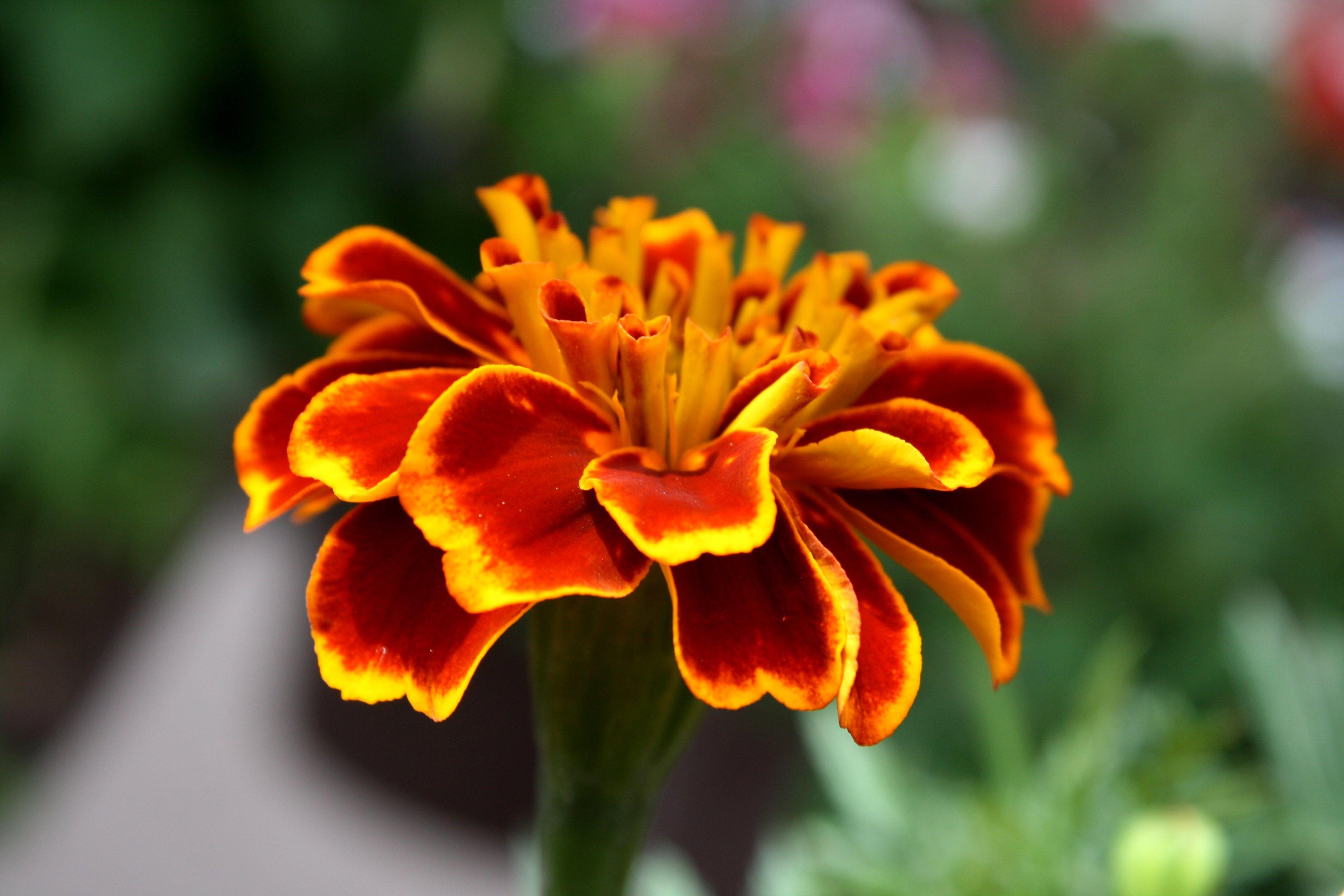 Marigold Wallpapers Wallpaper Cave