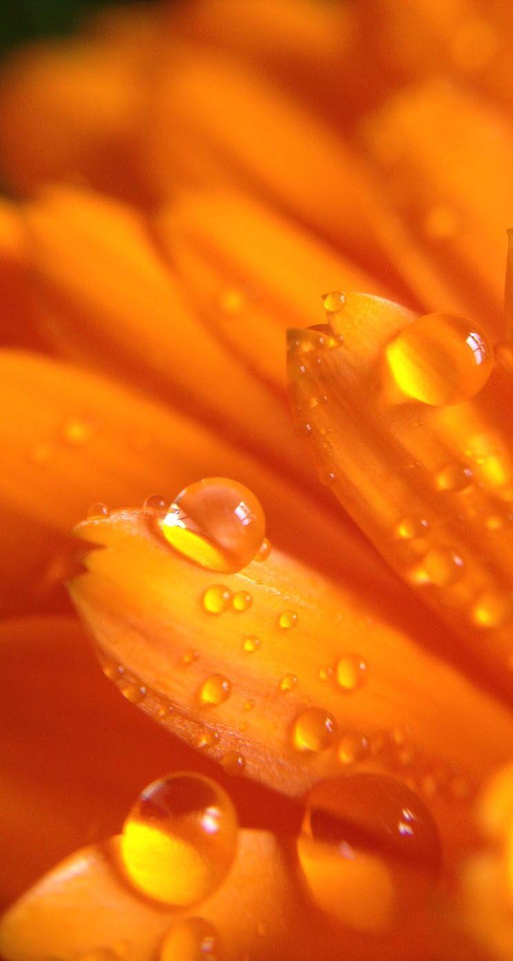 Orange Flowers Wallpapers Wallpaper Cave