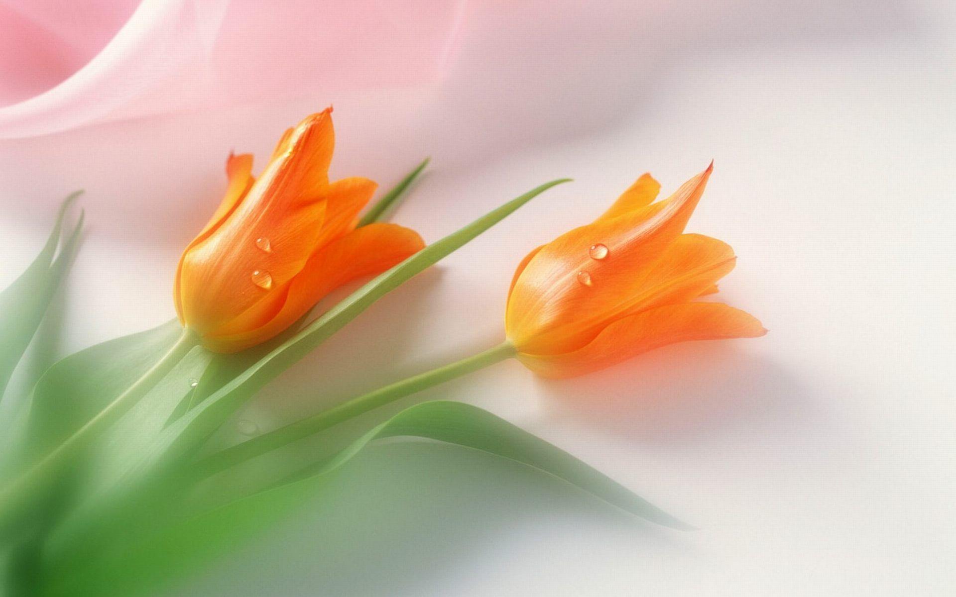 Orange Colour Flowers Images Hd Best Flower Site