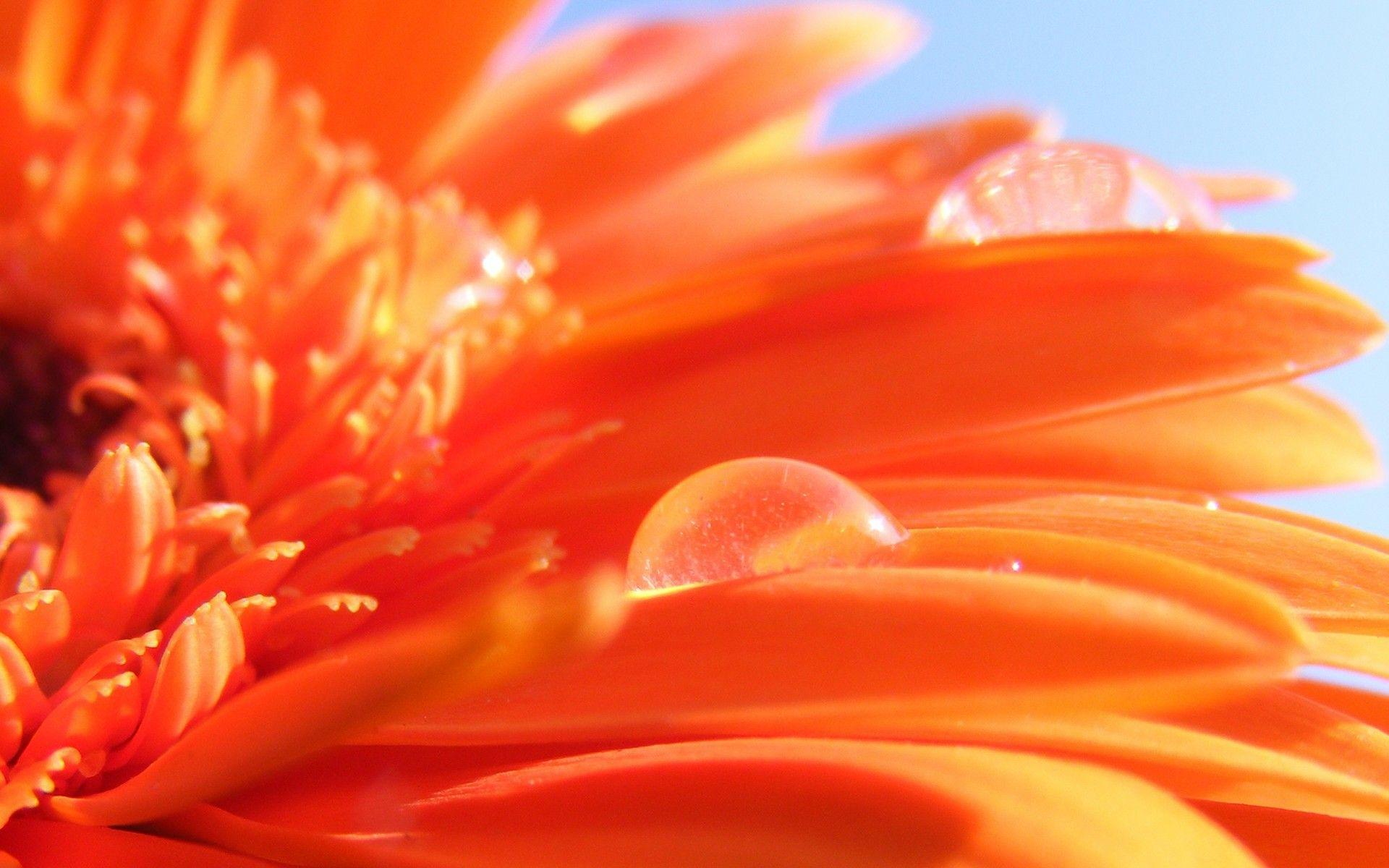 Orange Flowers Wallpapers Wallpaper Cave