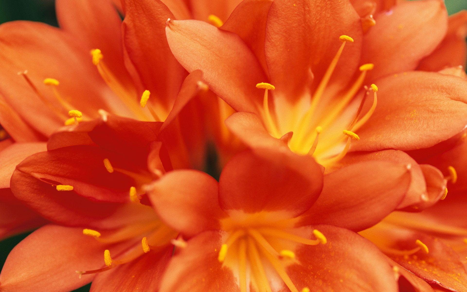 Orange Flowers Wallpapers Wallpaper Cave