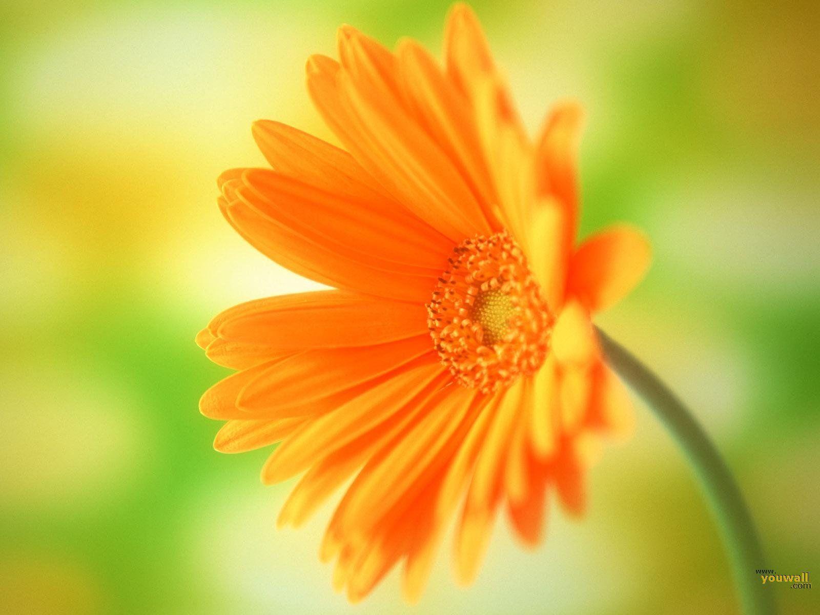 Orange Flowers Wallpapers Wallpaper Cave