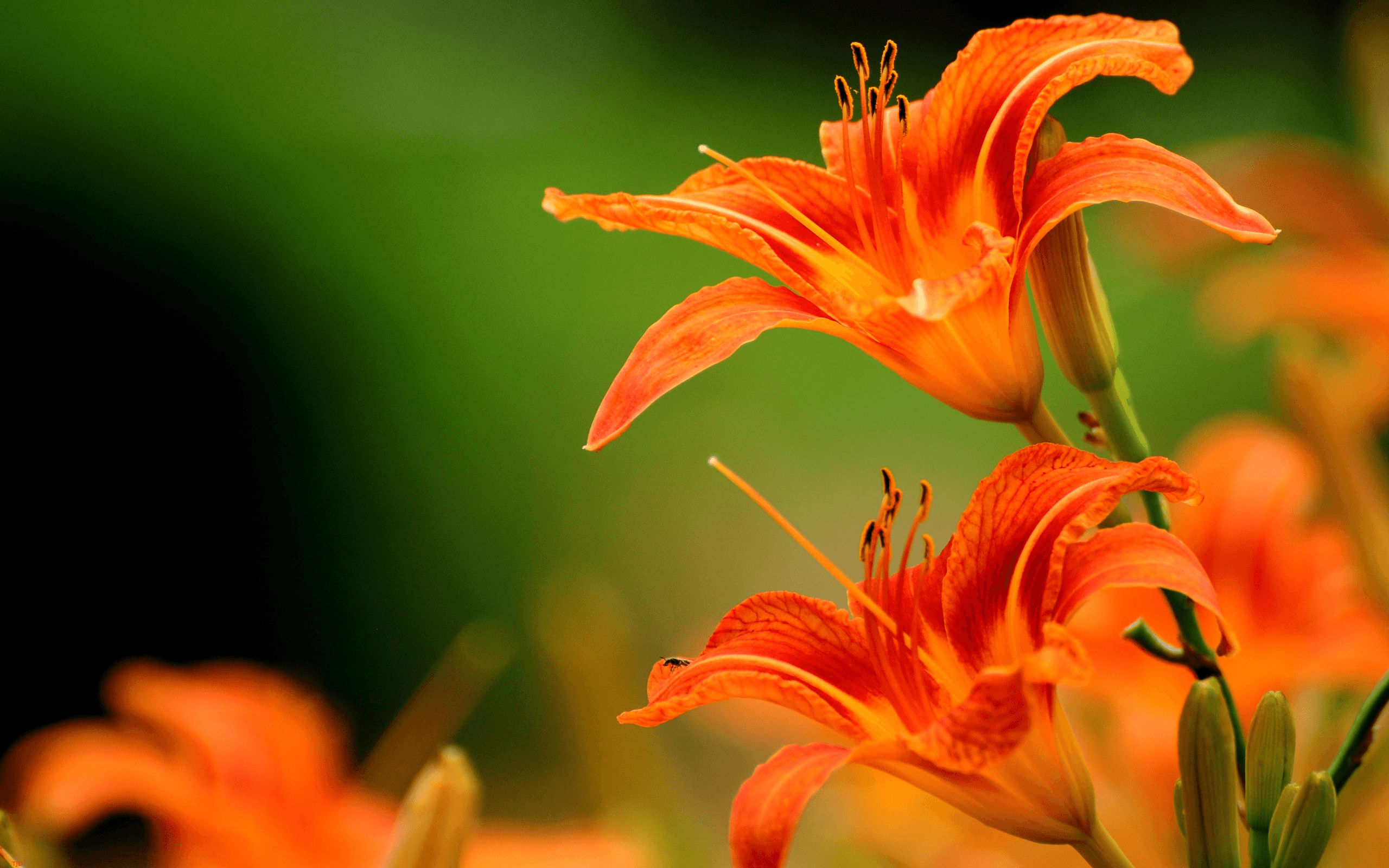 Orange Colour Flowers Wallpapers Best Flower Site