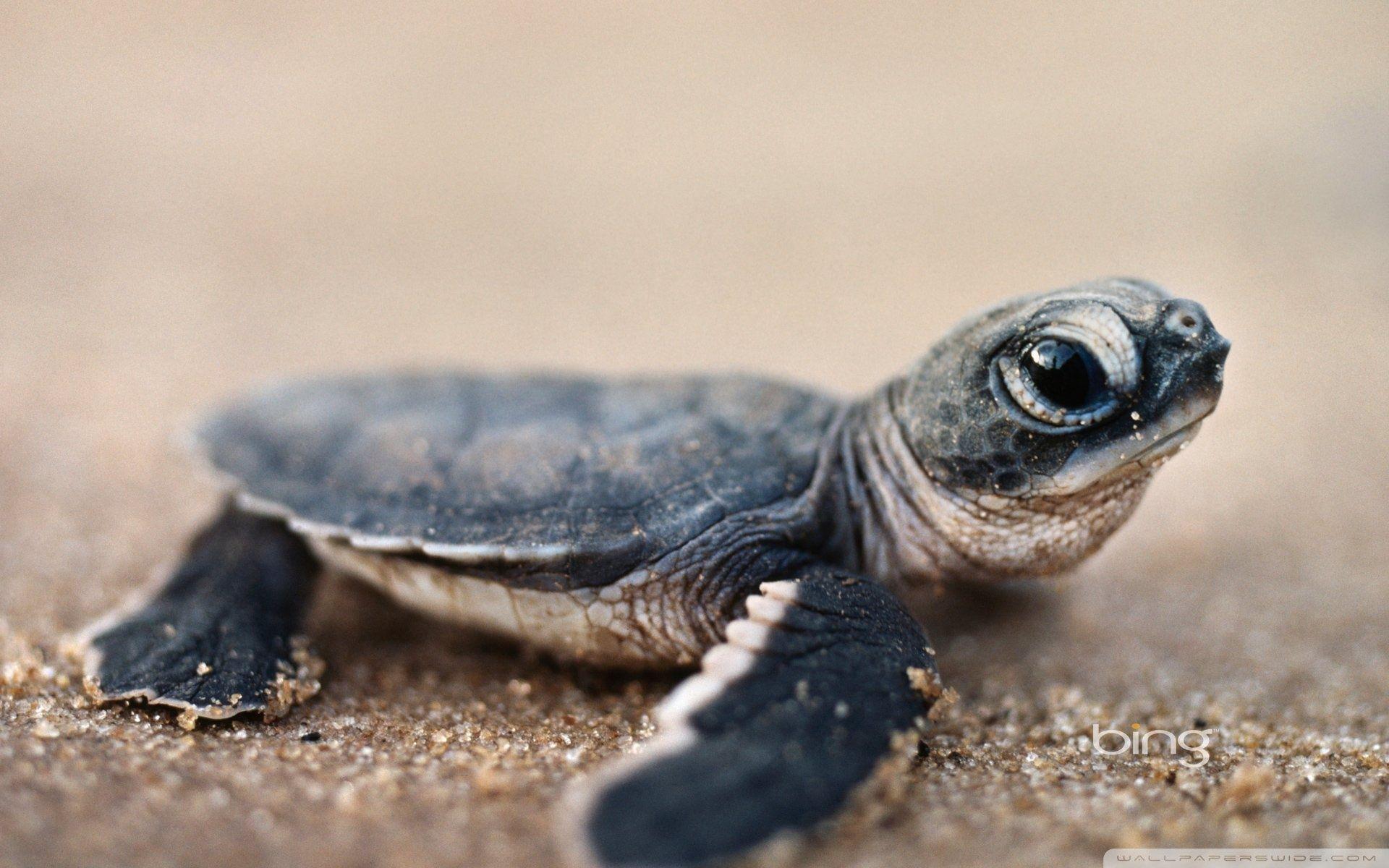 Cute Turtles Wallpapers Wallpaper Cave