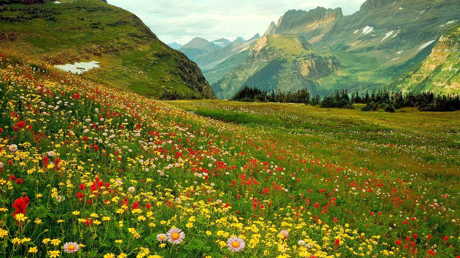 Mountain Wildflowers Wallpapers Wallpaper Cave