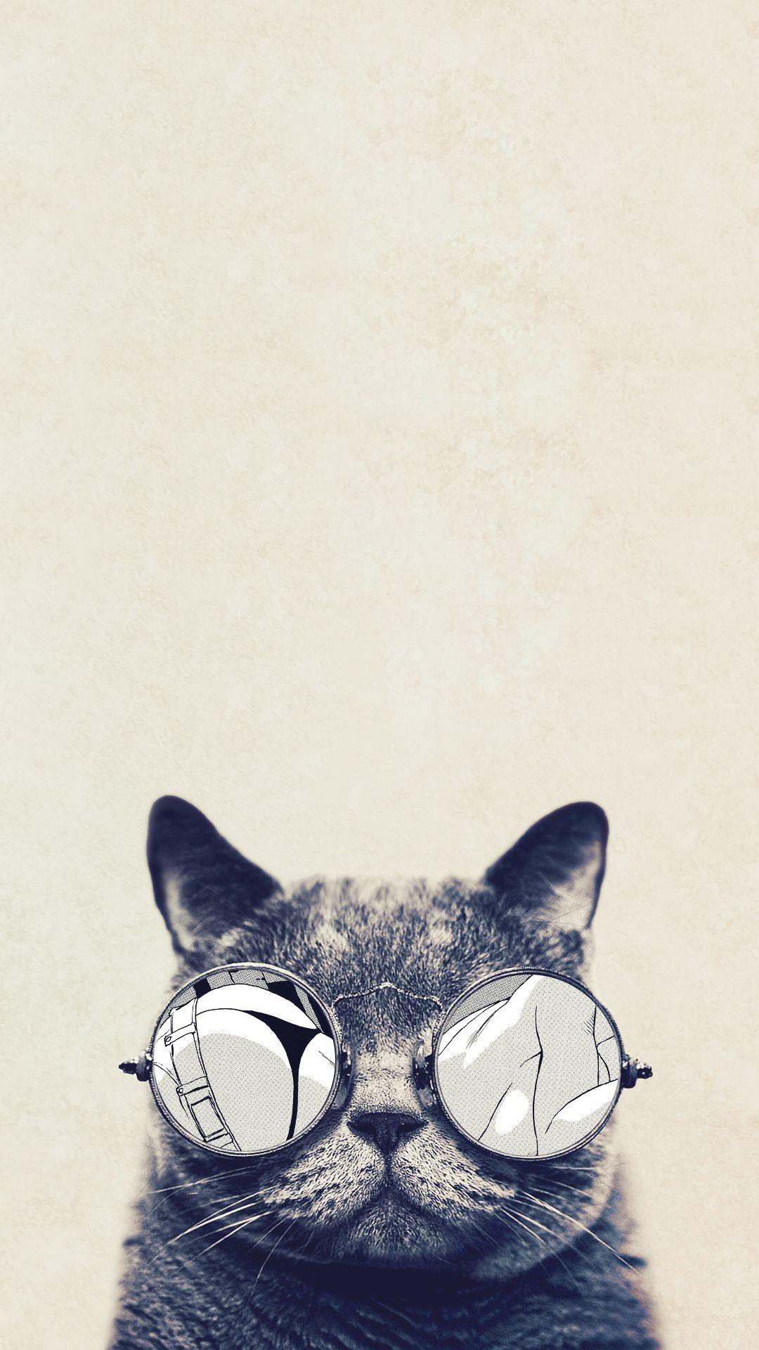Cat With Glasses Wallpapers Wallpaper Cave