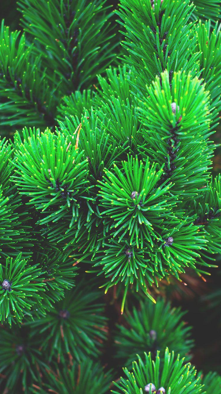 Pine Trees Wallpapers Wallpaper Cave