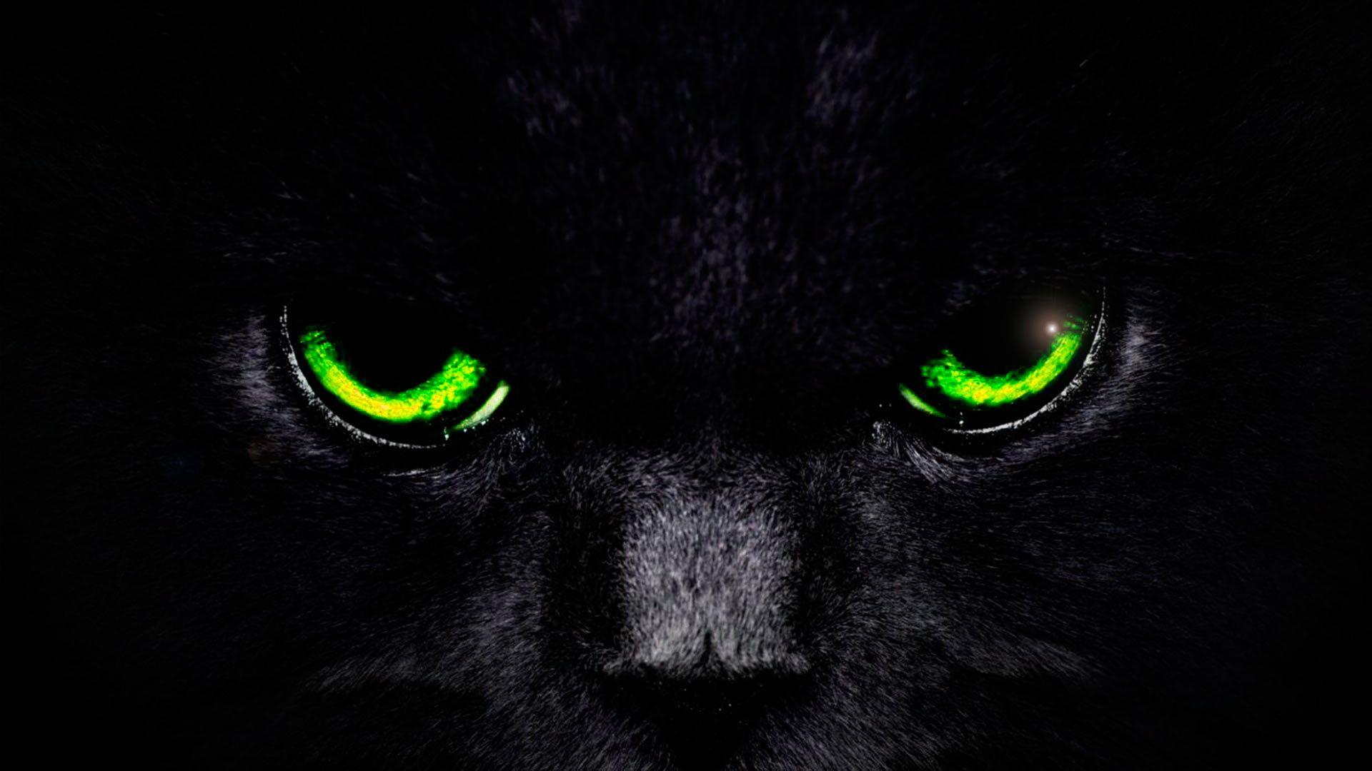Cat Eye Wallpapers Wallpaper Cave
