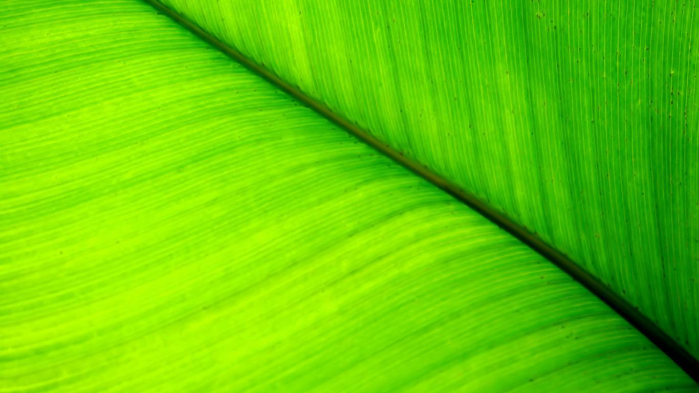 Green Leaf Wallpapers Wallpaper Cave