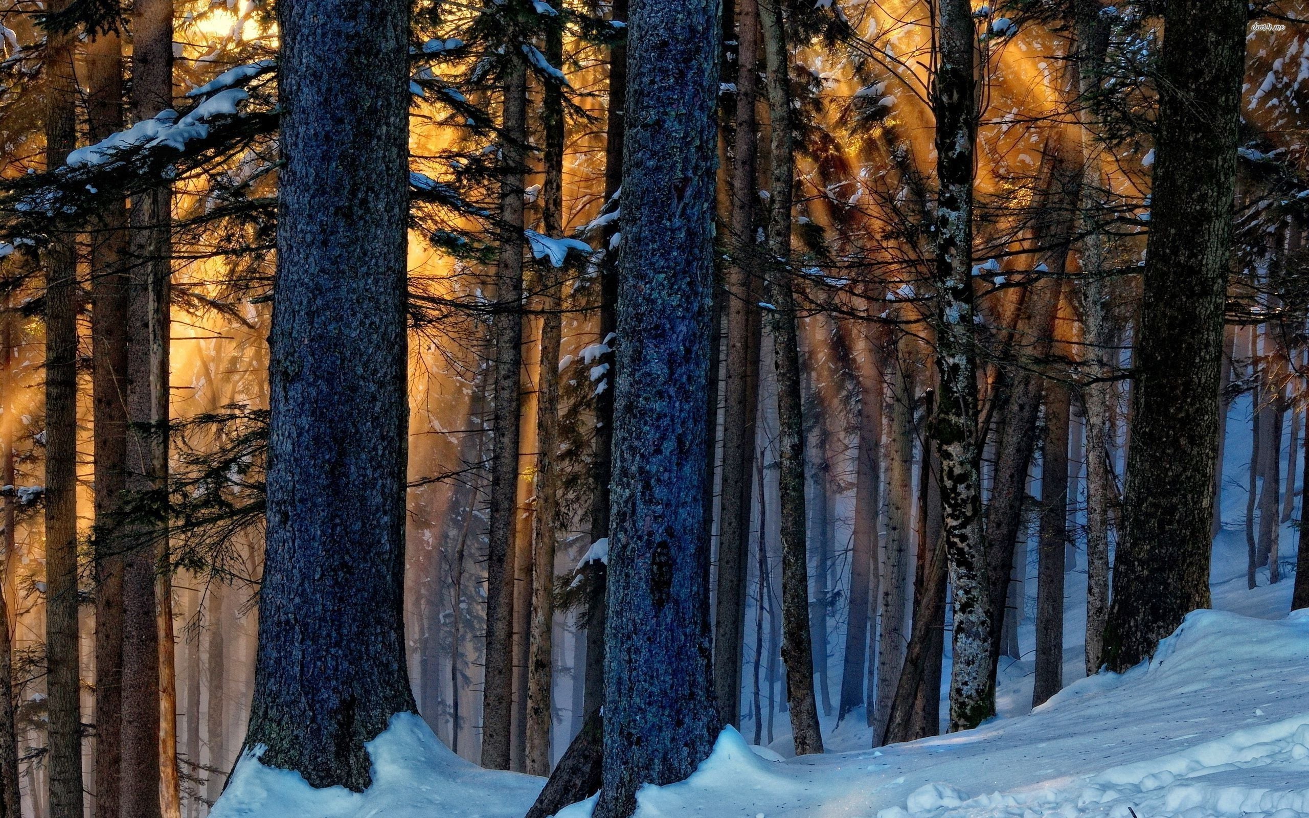 Snowy Woods HD Wallpapers Wallpaper Cave