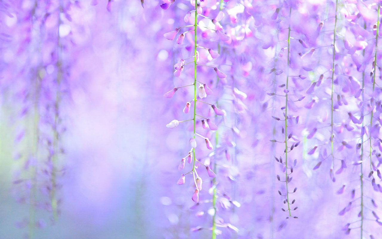 Wisteria HD Wallpapers Wallpaper Cave