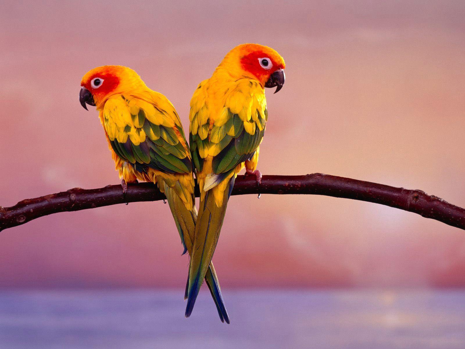 Mobile Phone Wallpapers Love BIRDS Wallpaper Cave