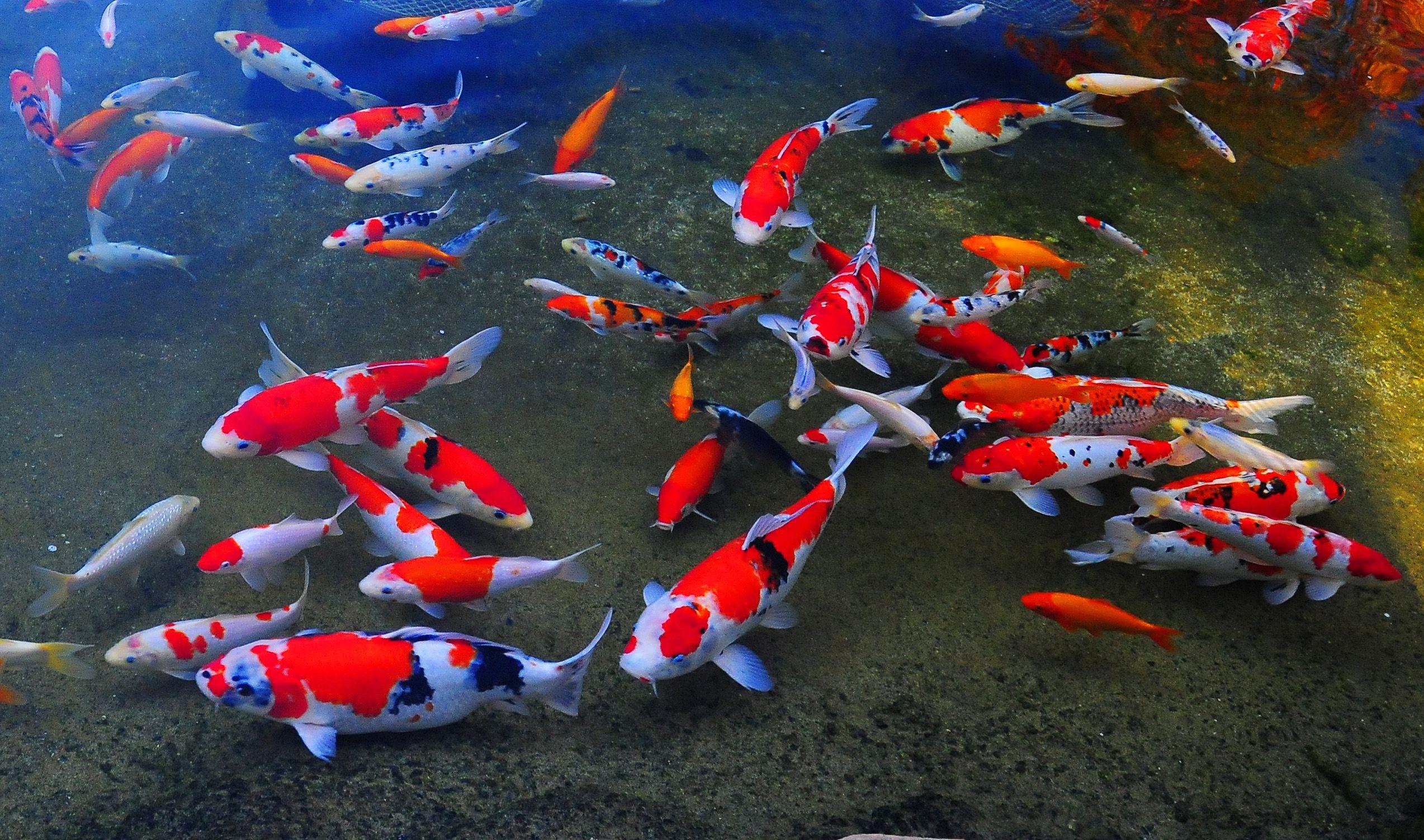 Japanese Fish Pond Wallpapers Wallpaper Cave