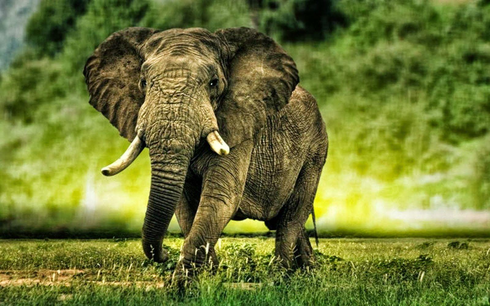 HD Elephant Wallpapers Wallpaper Cave