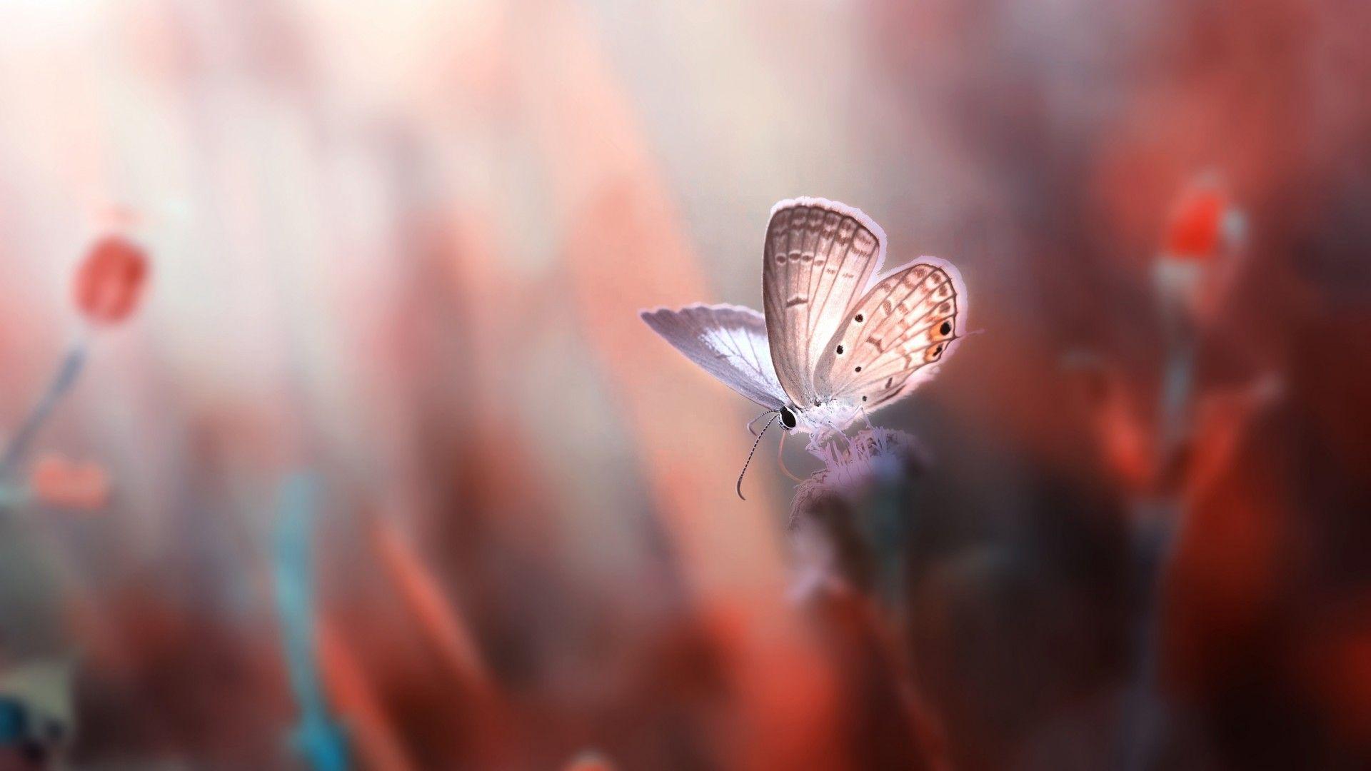 Red Butterfly HD Wallpapers Wallpaper Cave