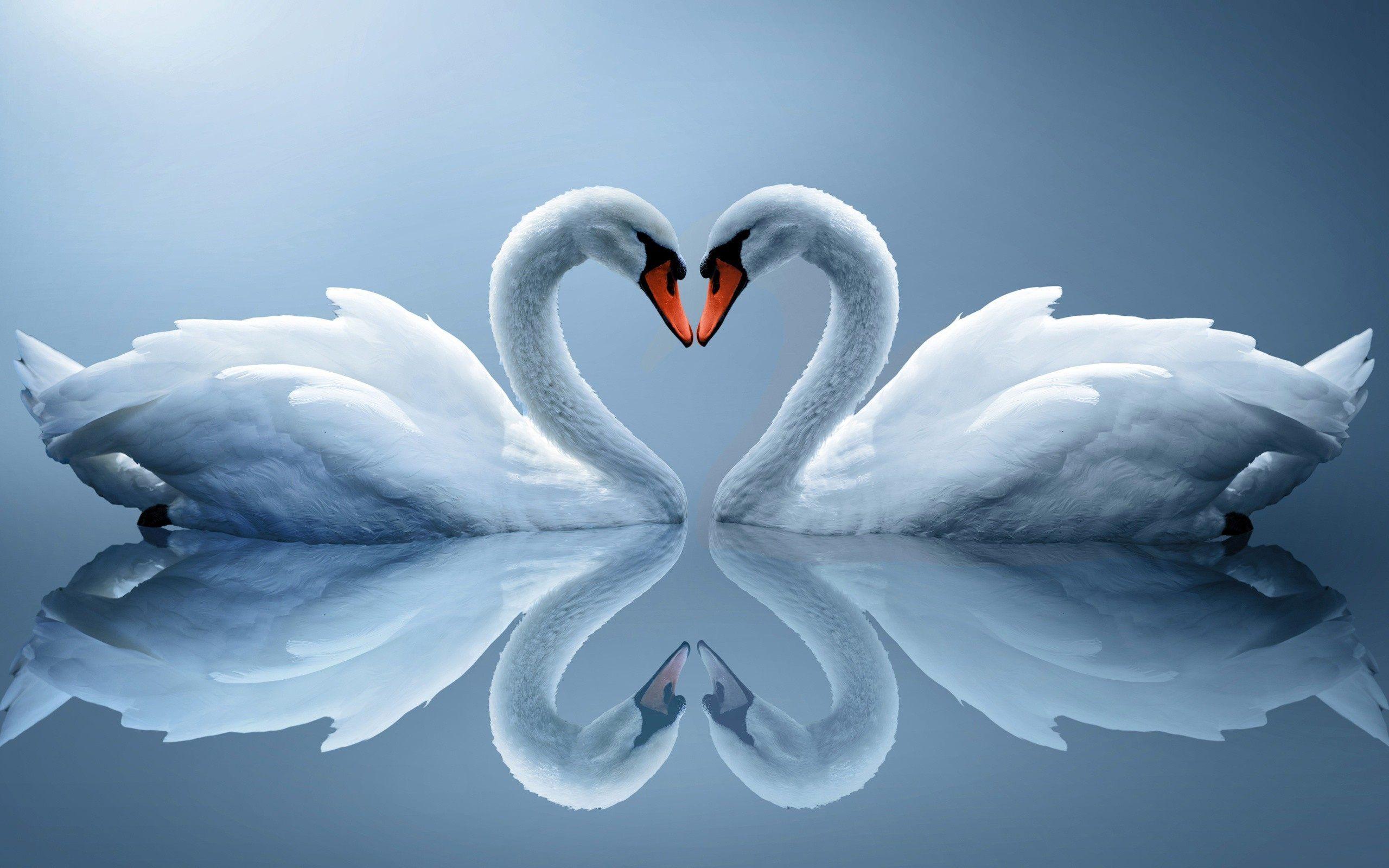 Love Symbol Wallpapers HD Wallpaper Cave