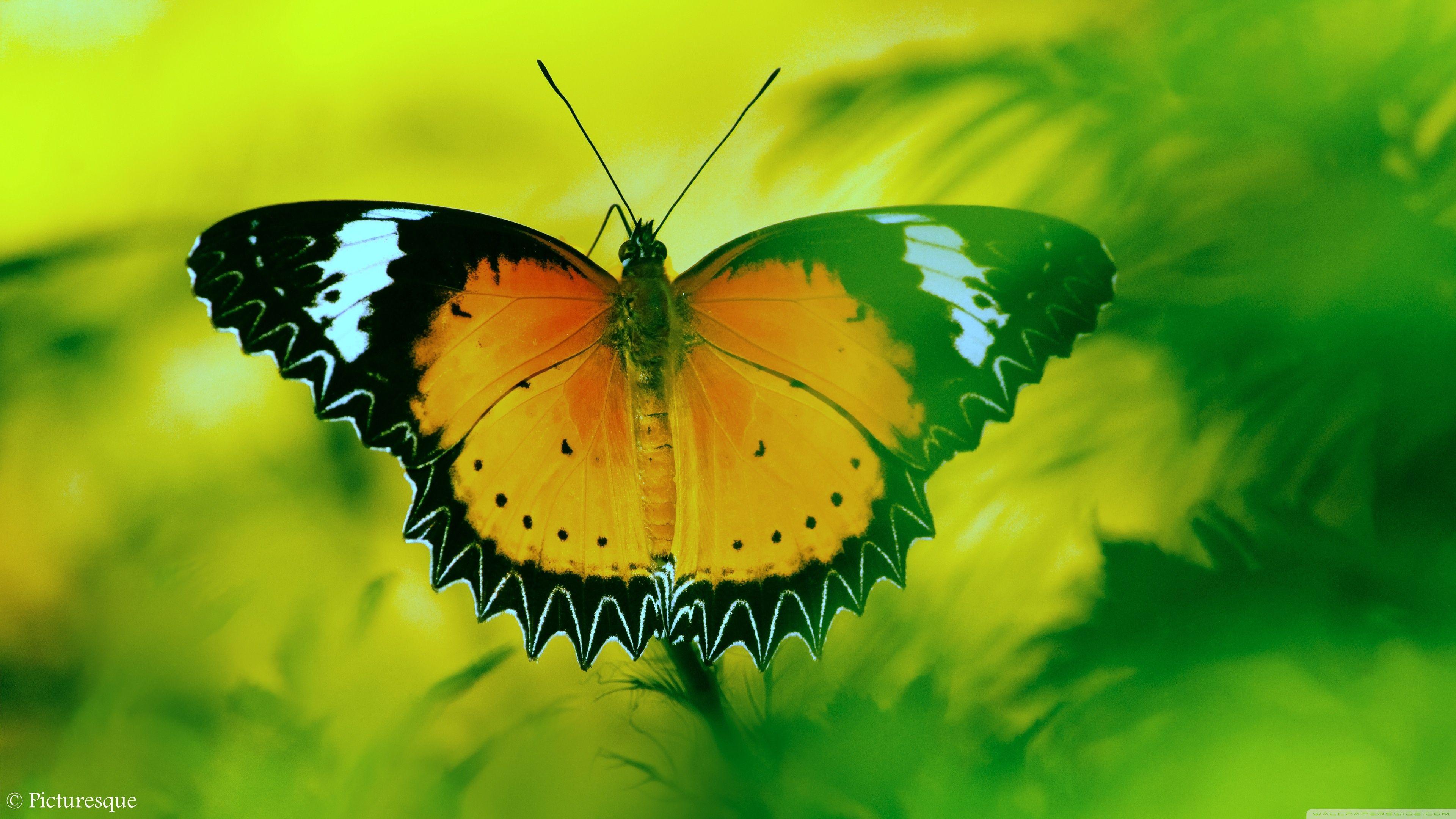 Butterfly 4K Wallpapers Wallpaper Cave