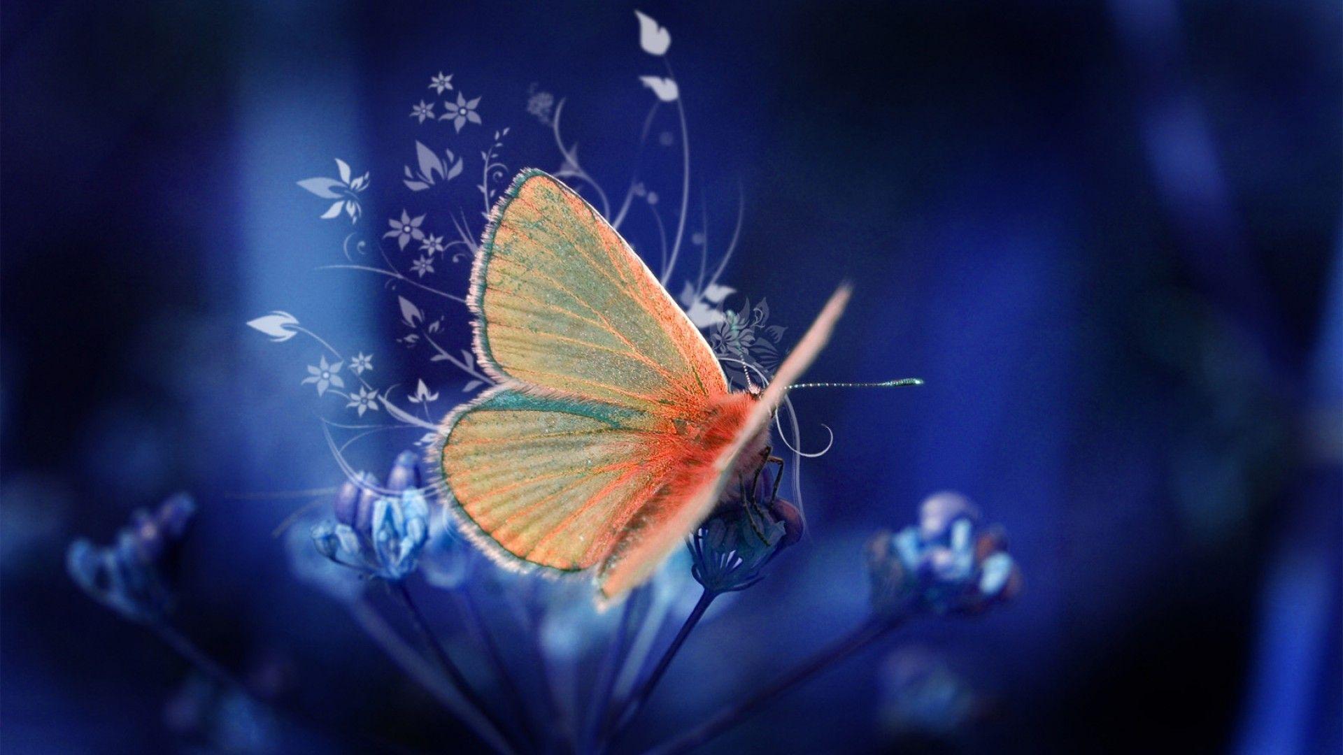 Butterfly 4K Wallpapers Wallpaper Cave