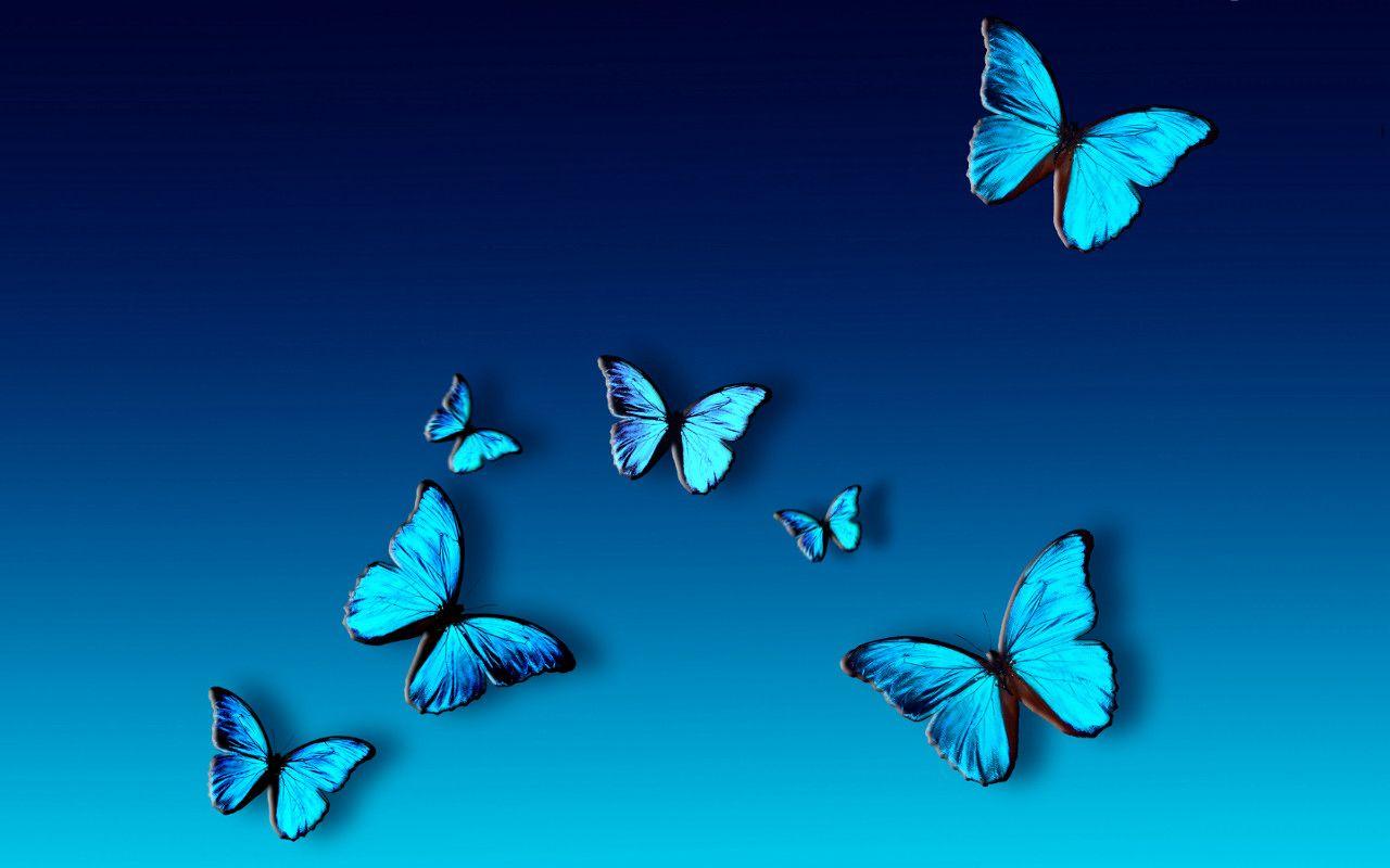 Butterfly 4K Wallpapers Wallpaper Cave