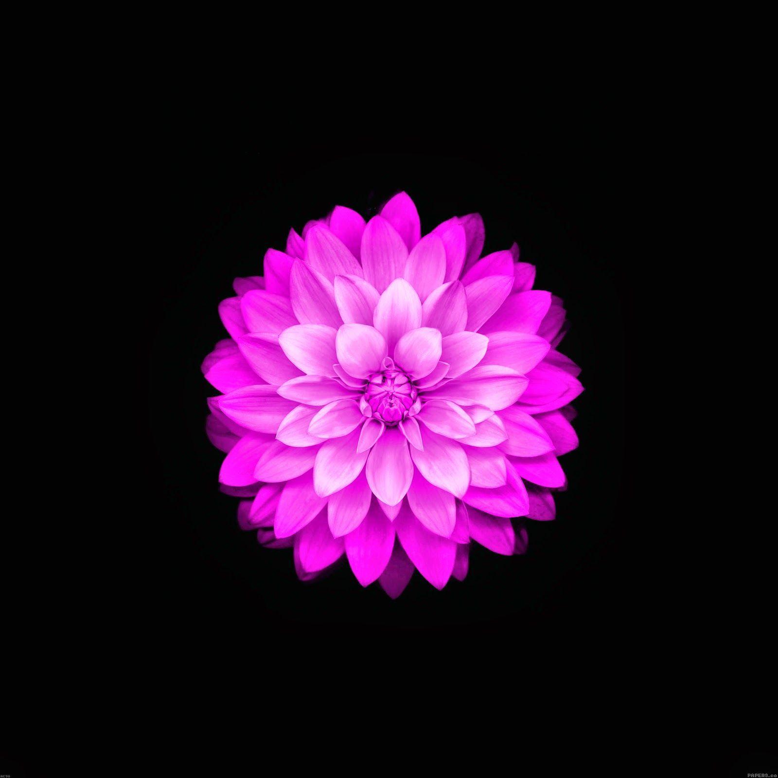 Ios Flower Wallpaper 4k GAMBAR BUNGA
