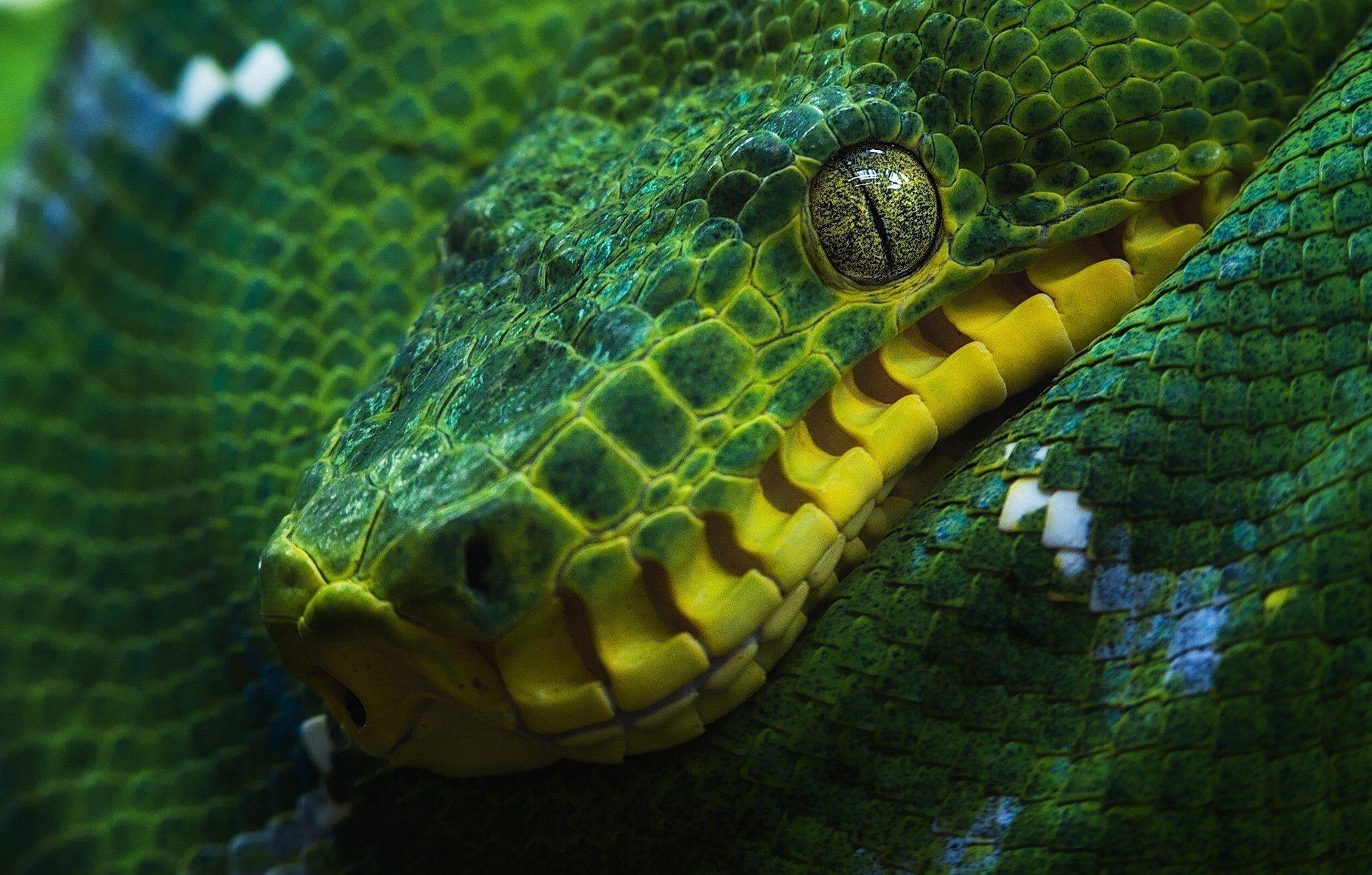 Animal Python HD Wallpapers Wallpaper Cave