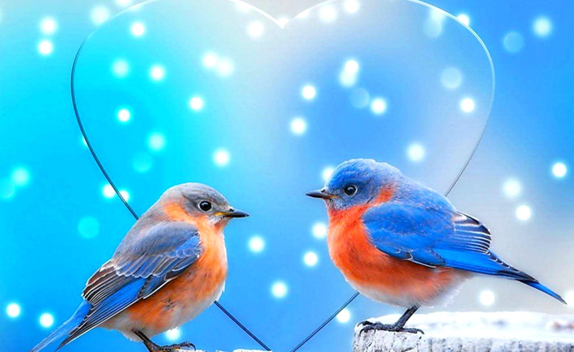 Love Birds HD Wallpapers Wallpaper Cave
