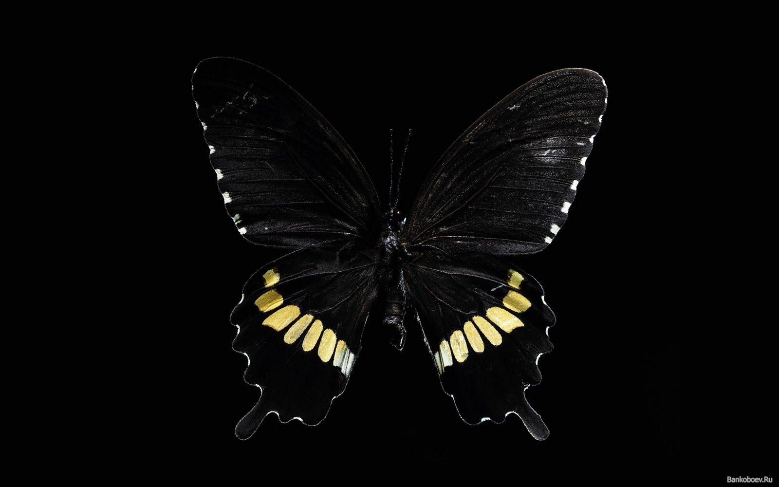 Dark Butterfly Wallpapers Wallpaper Cave