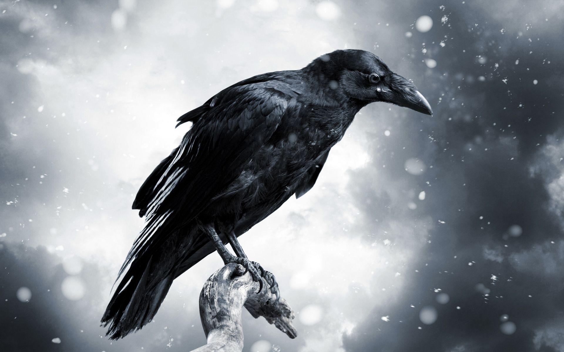 CROWS HD WALLPAPERS Wallpaper Cave