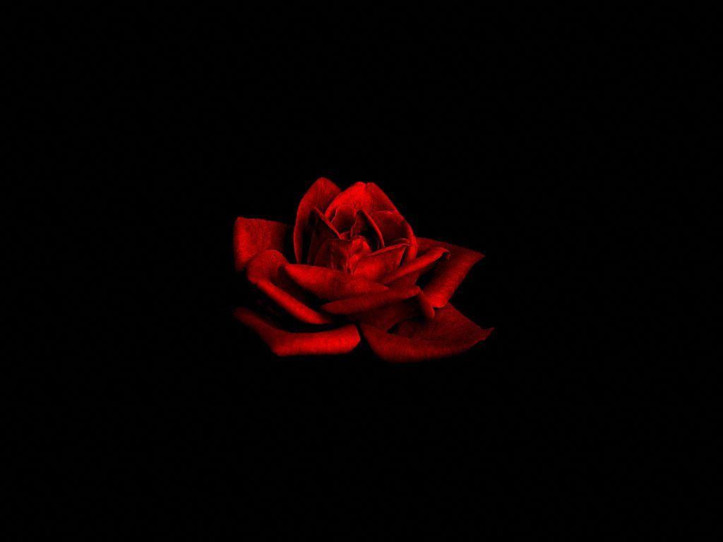 Black And Red Rose Wallpapers Wallpaper Cave