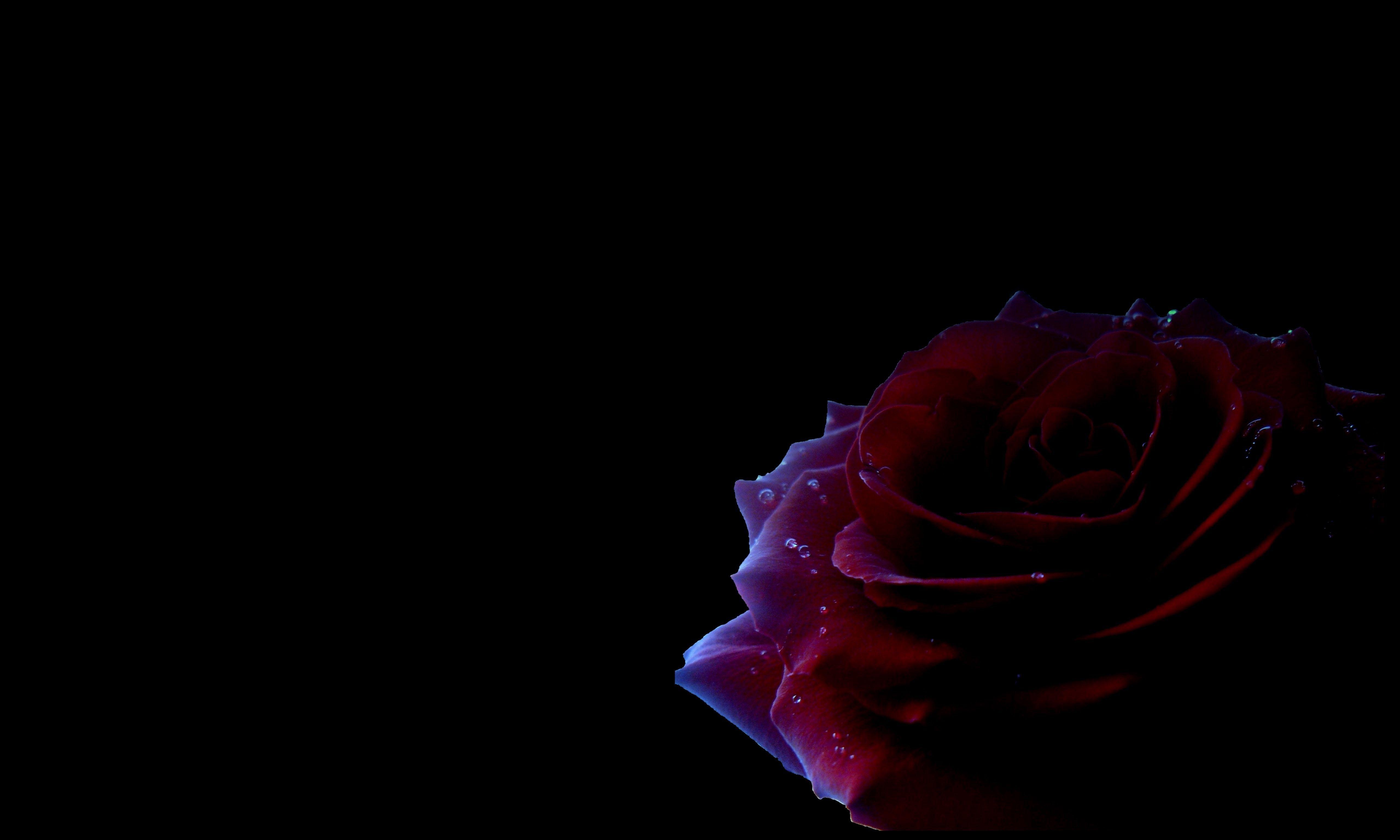 Black And Red Rose Wallpapers Wallpaper Cave