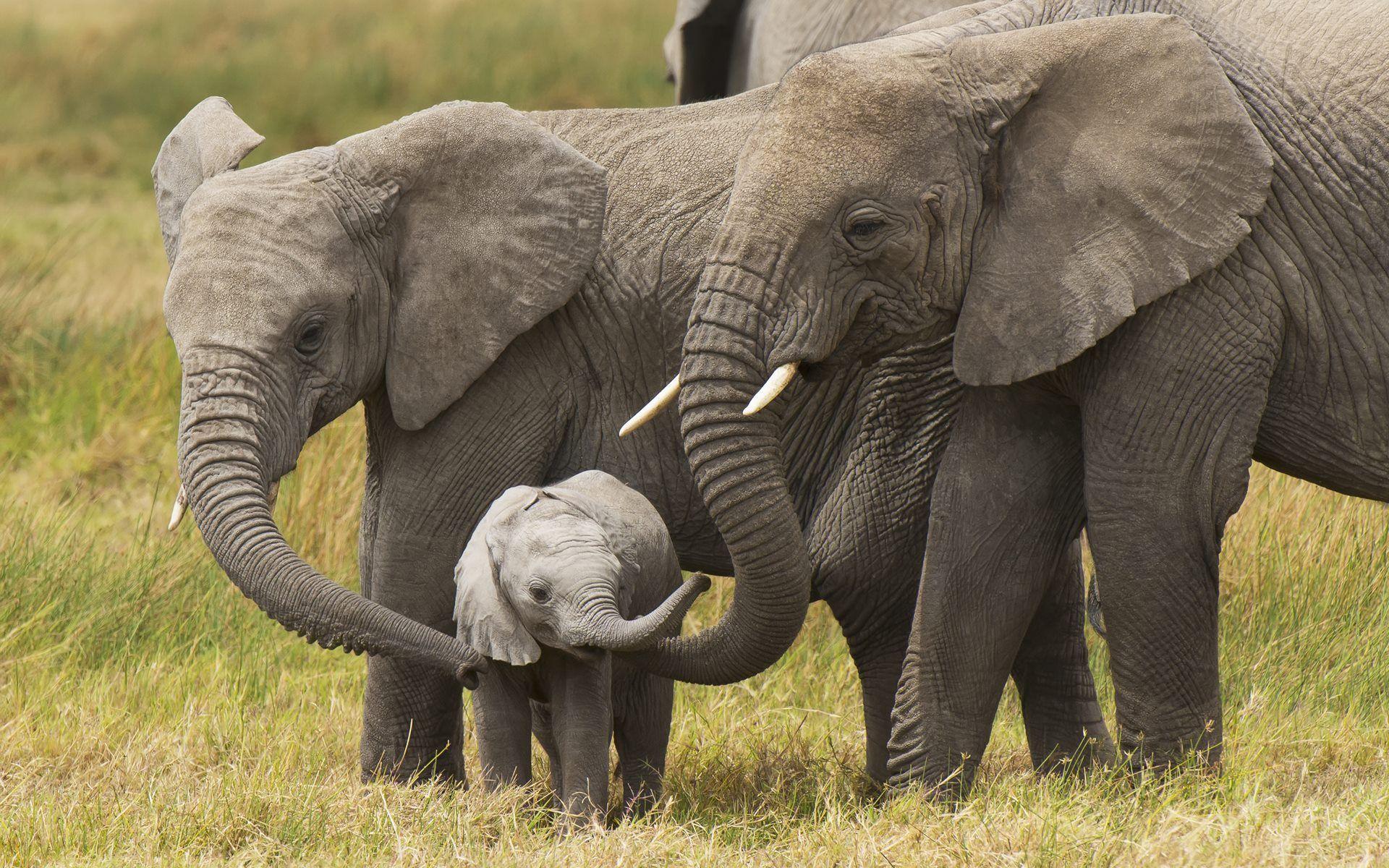 Baby Elephant And Mother Wallpaper