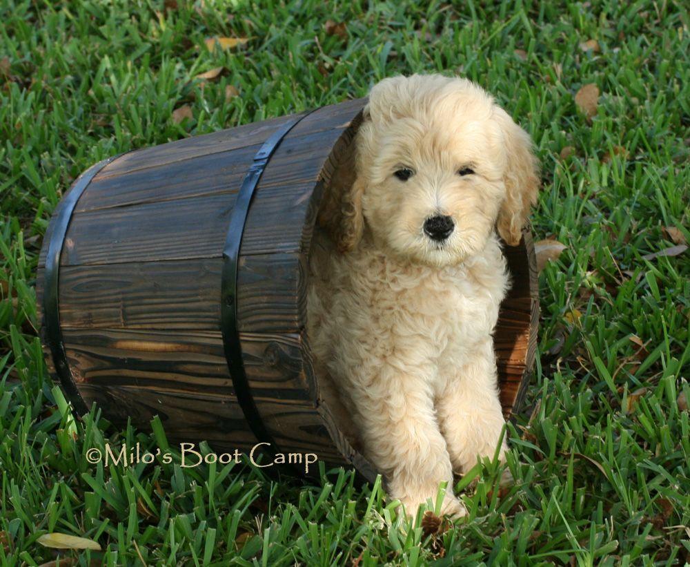 Goldendoodle Wallpapers Wallpaper Cave