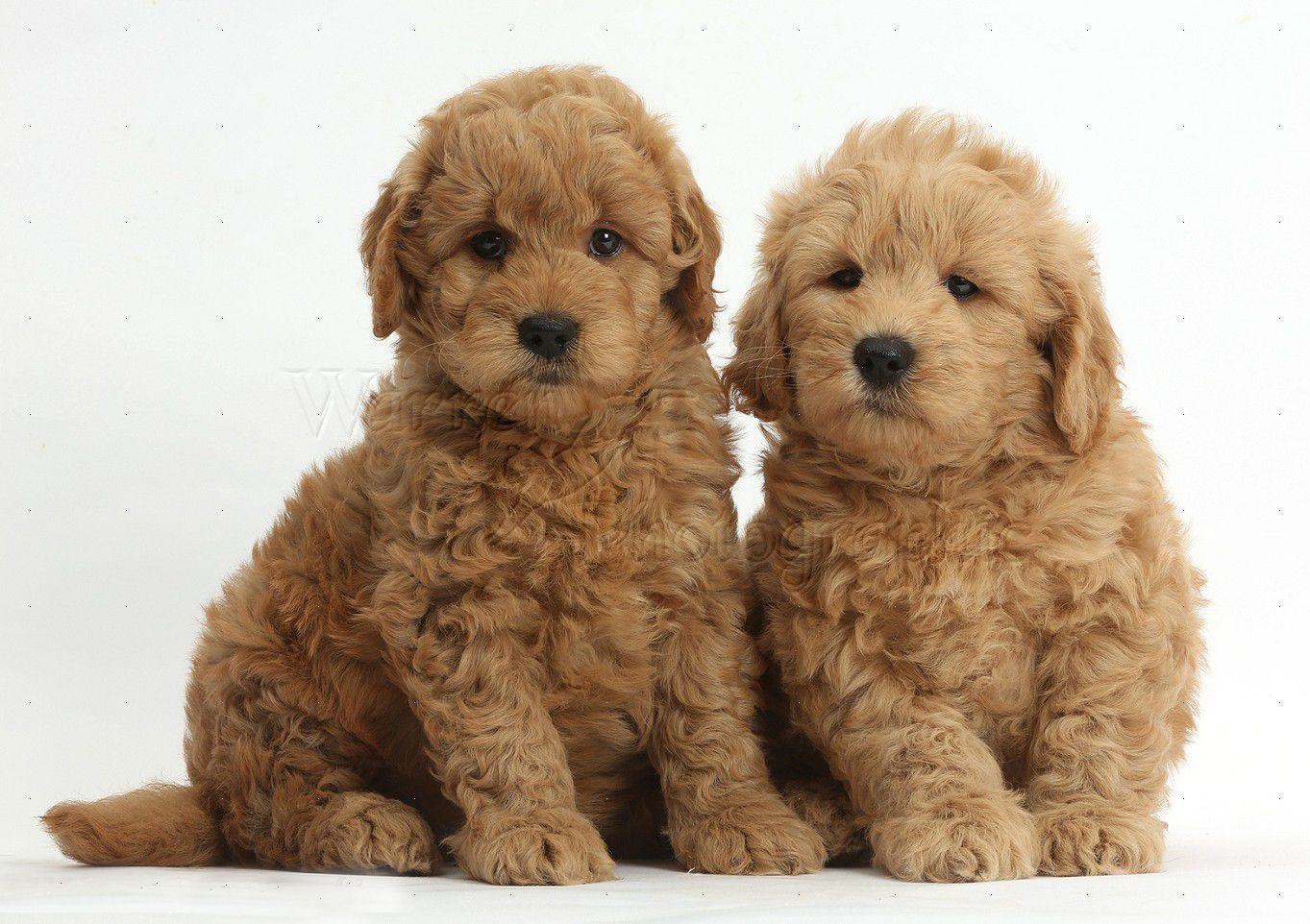 Goldendoodle Wallpapers Wallpaper Cave