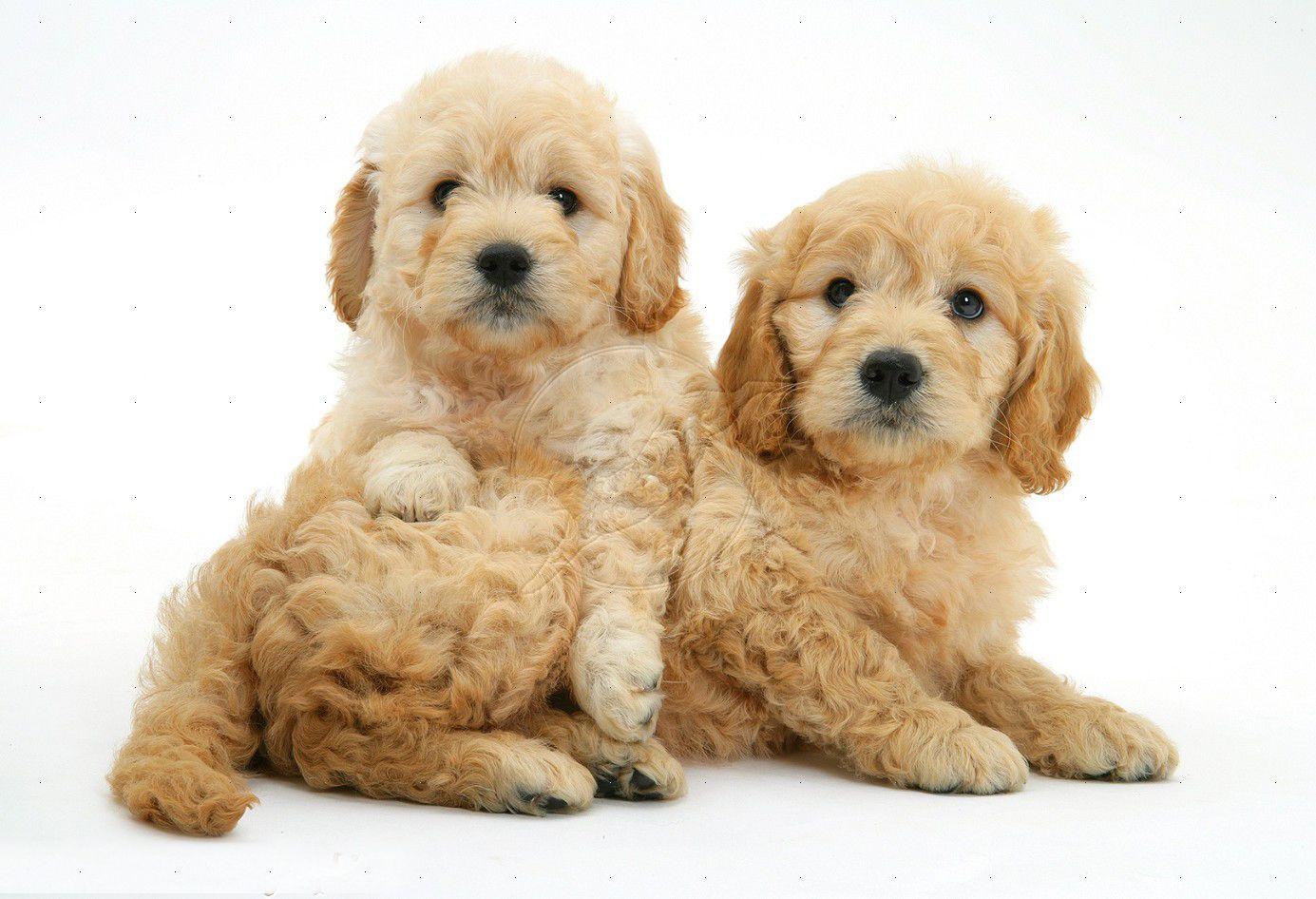 Goldendoodle Wallpapers Wallpaper Cave