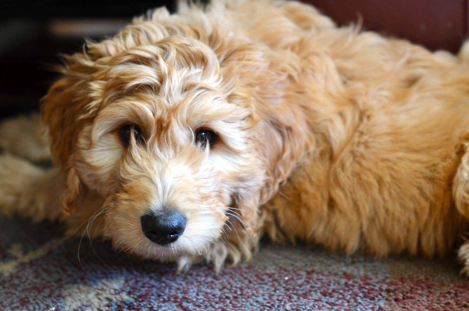 Goldendoodle Wallpapers Wallpaper Cave