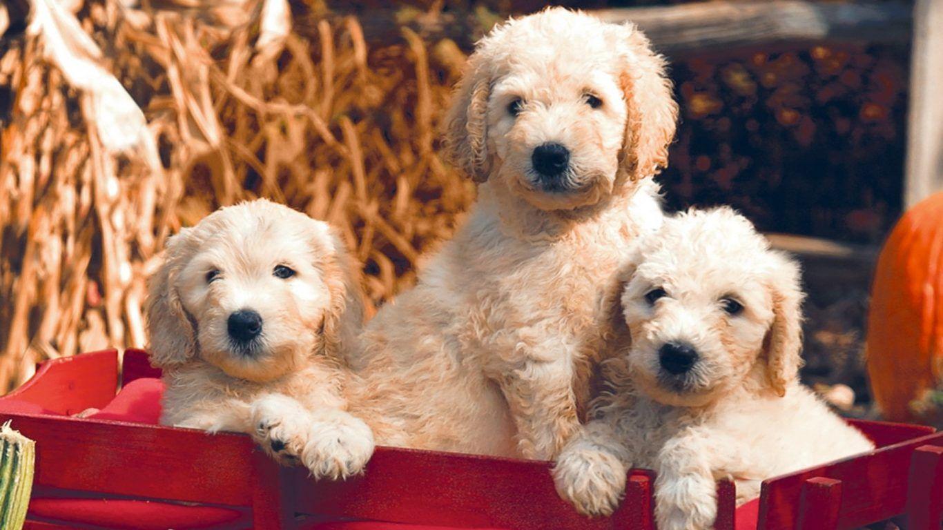 Goldendoodle Wallpapers Wallpaper Cave