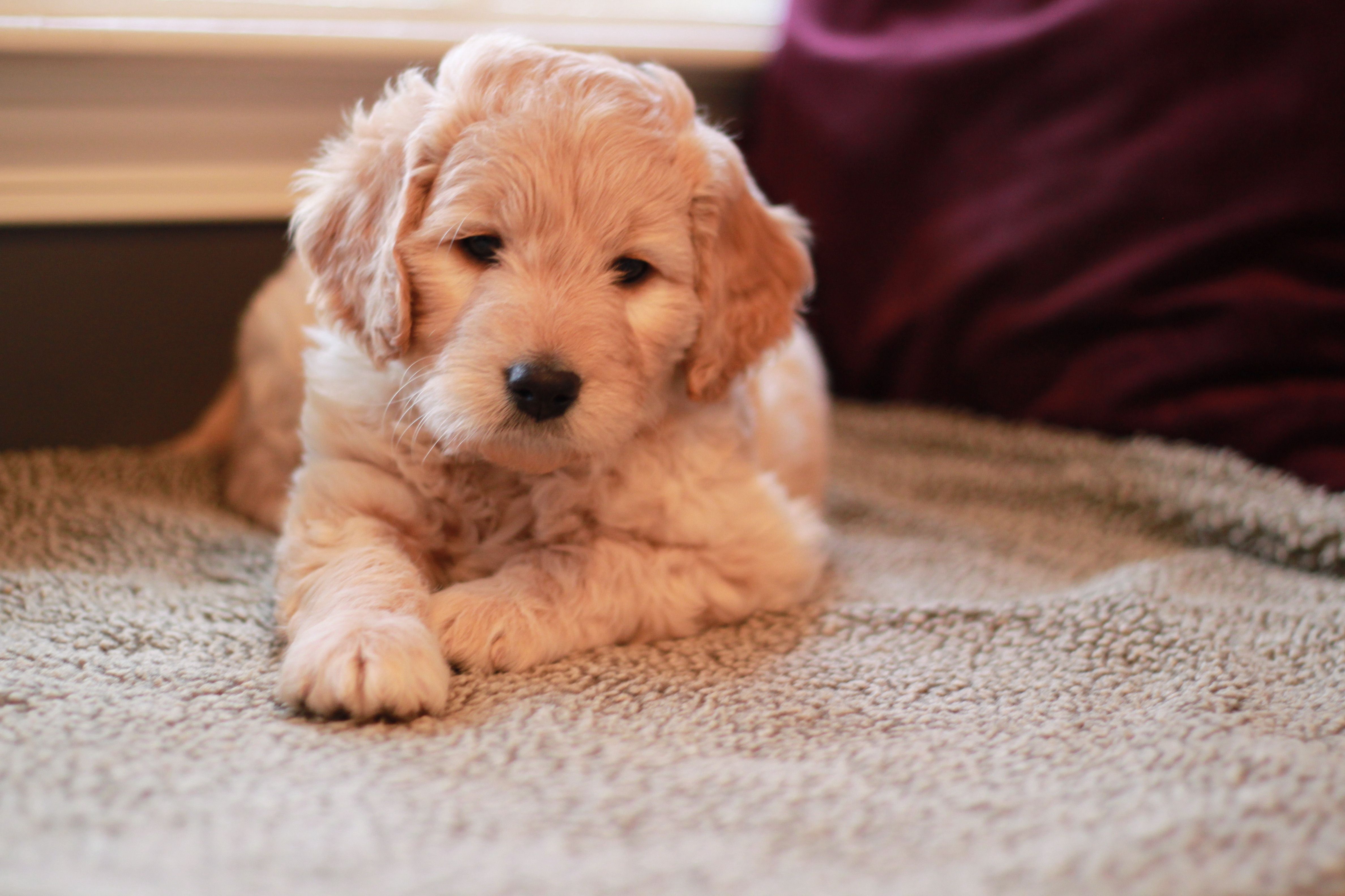 Goldendoodle Wallpapers Wallpaper Cave