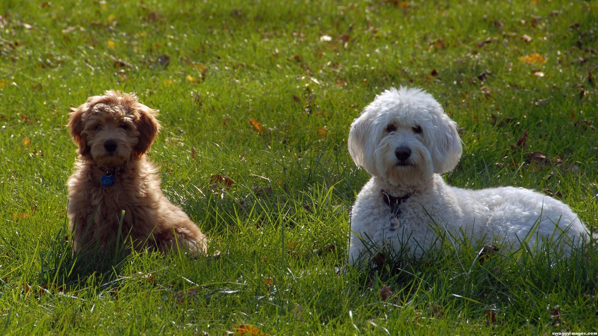 Goldendoodle Wallpapers Wallpaper Cave