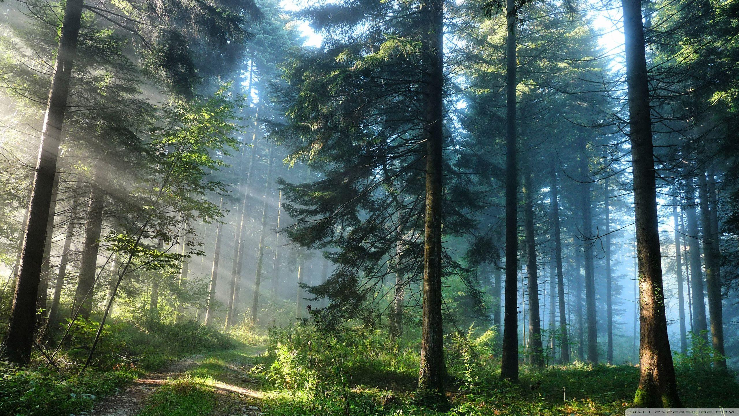Mydiary Wallpaper Celular 4k Floresta