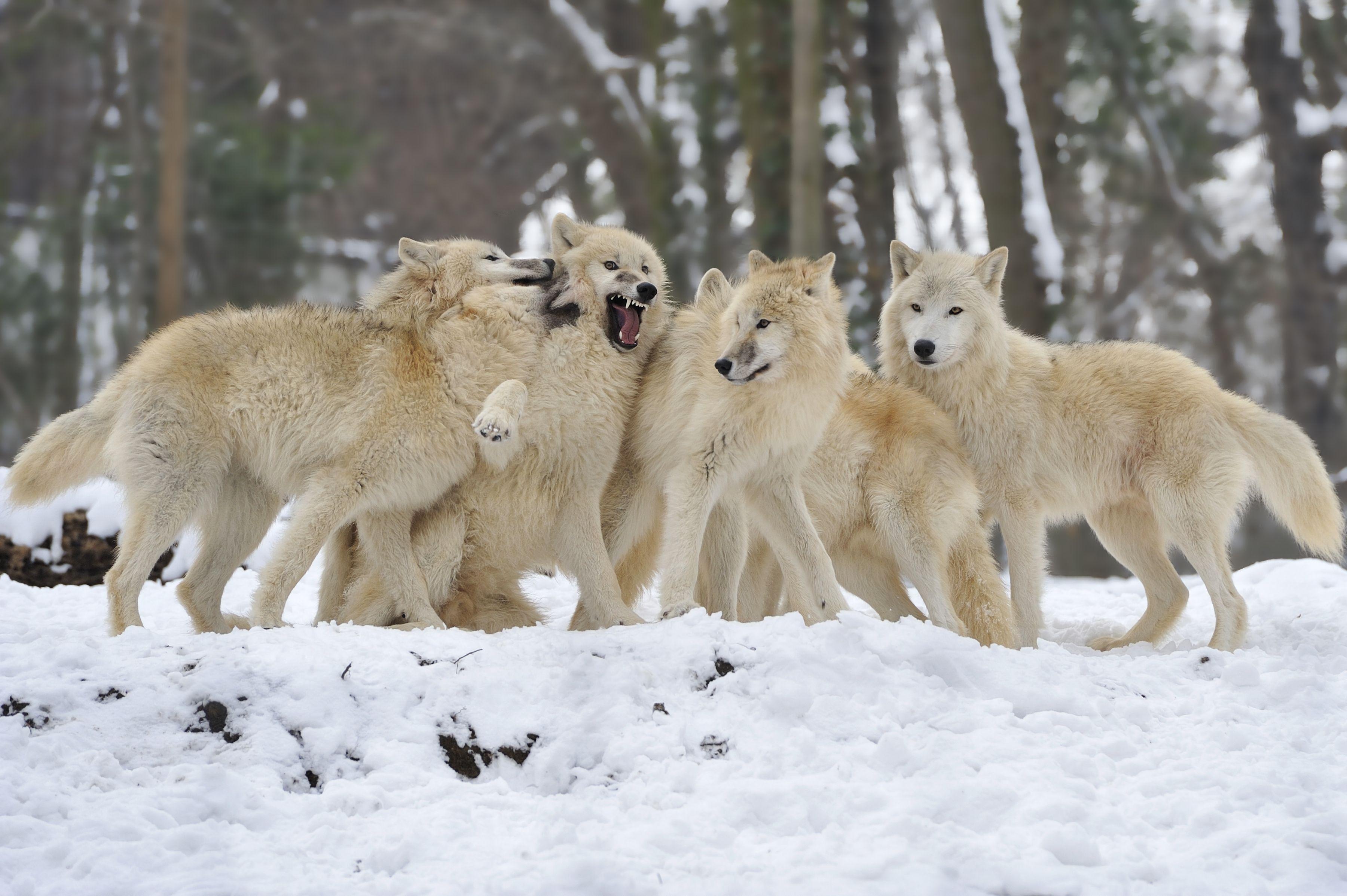 Snow Baby Wolves Wallpapers Wallpaper Cave