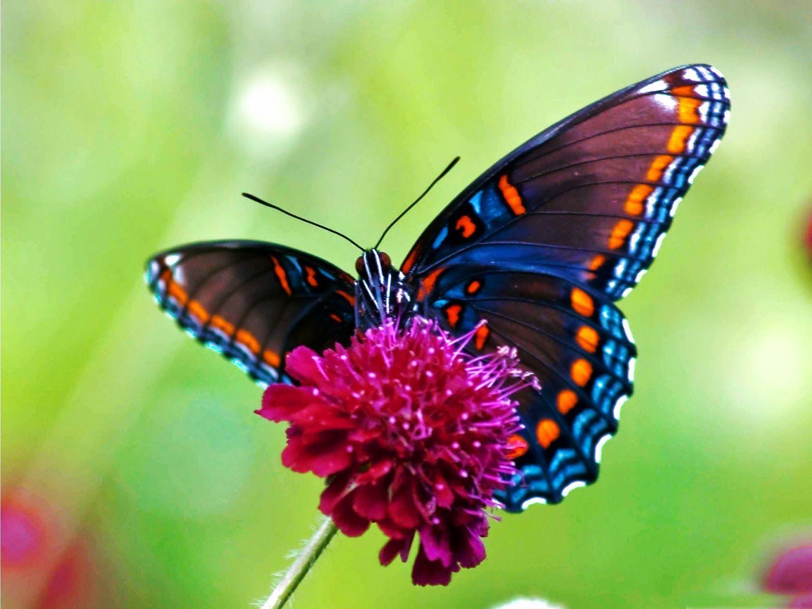 Real Butterflies Wallpapers Wallpaper Cave
