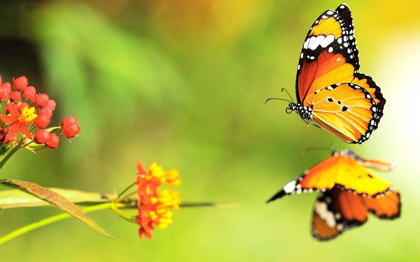 Real Butterflies Wallpapers Wallpaper Cave