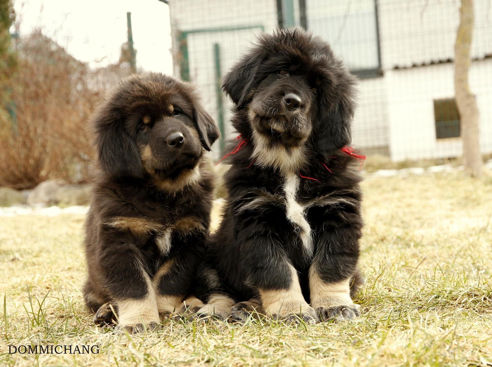 Tibetan Mastiff Puppy Backgrounds Wallpaper Cave