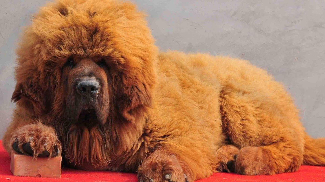 Tibetan Mastiff Puppy Backgrounds Wallpaper Cave